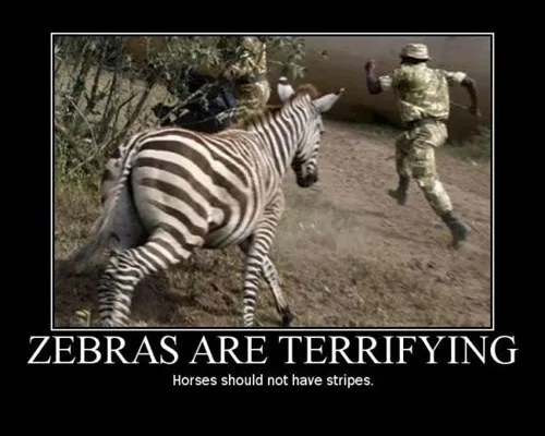 zebra_scary_run_funny_animals_-_7749537024.webp