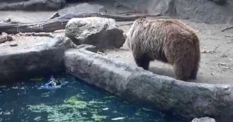 zoo_Video_animals_rescue_-_63027201.webp