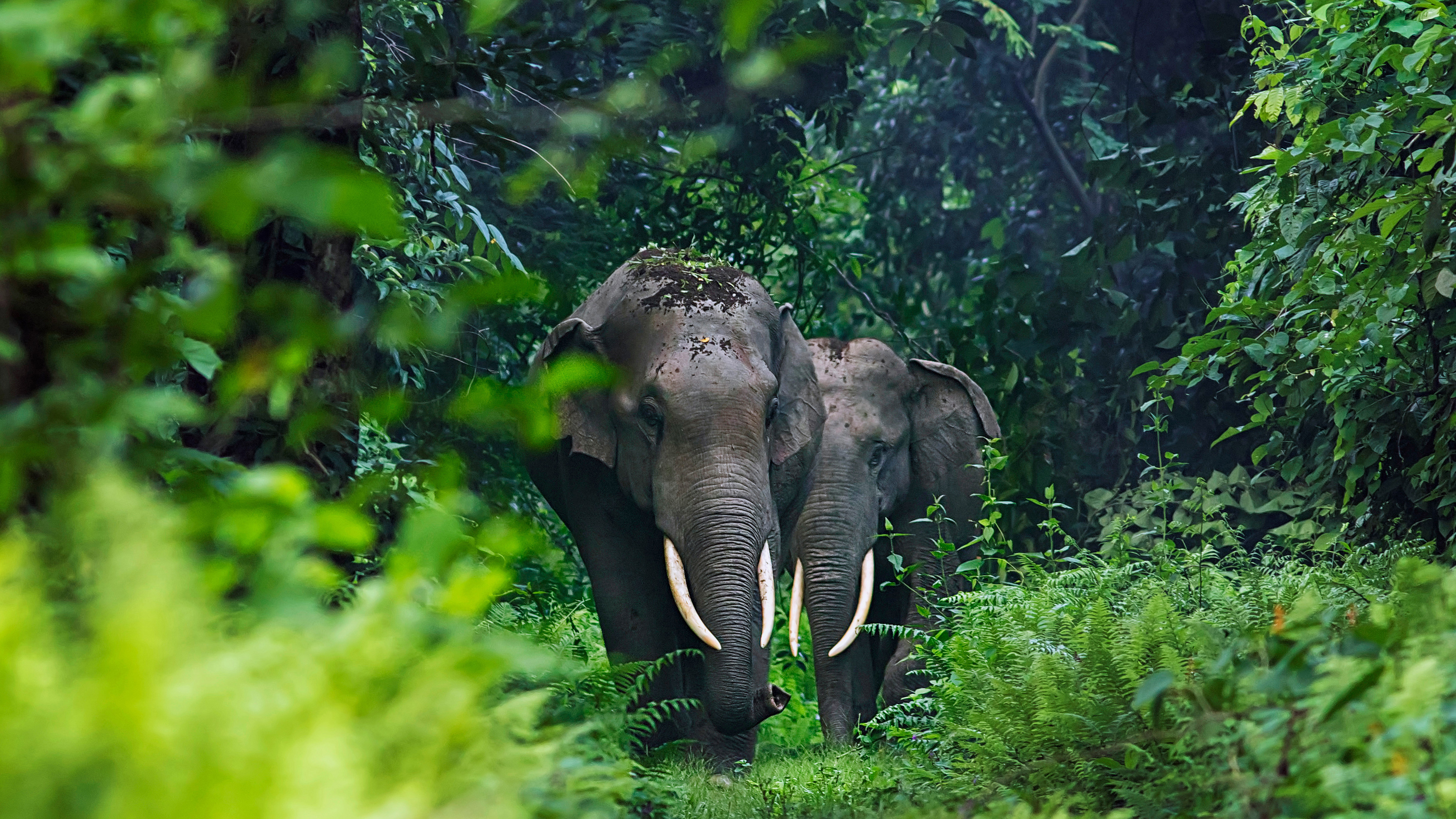 印度西孟加拉邦的亚洲象 (© Avijan Saha/Minden Pictures)