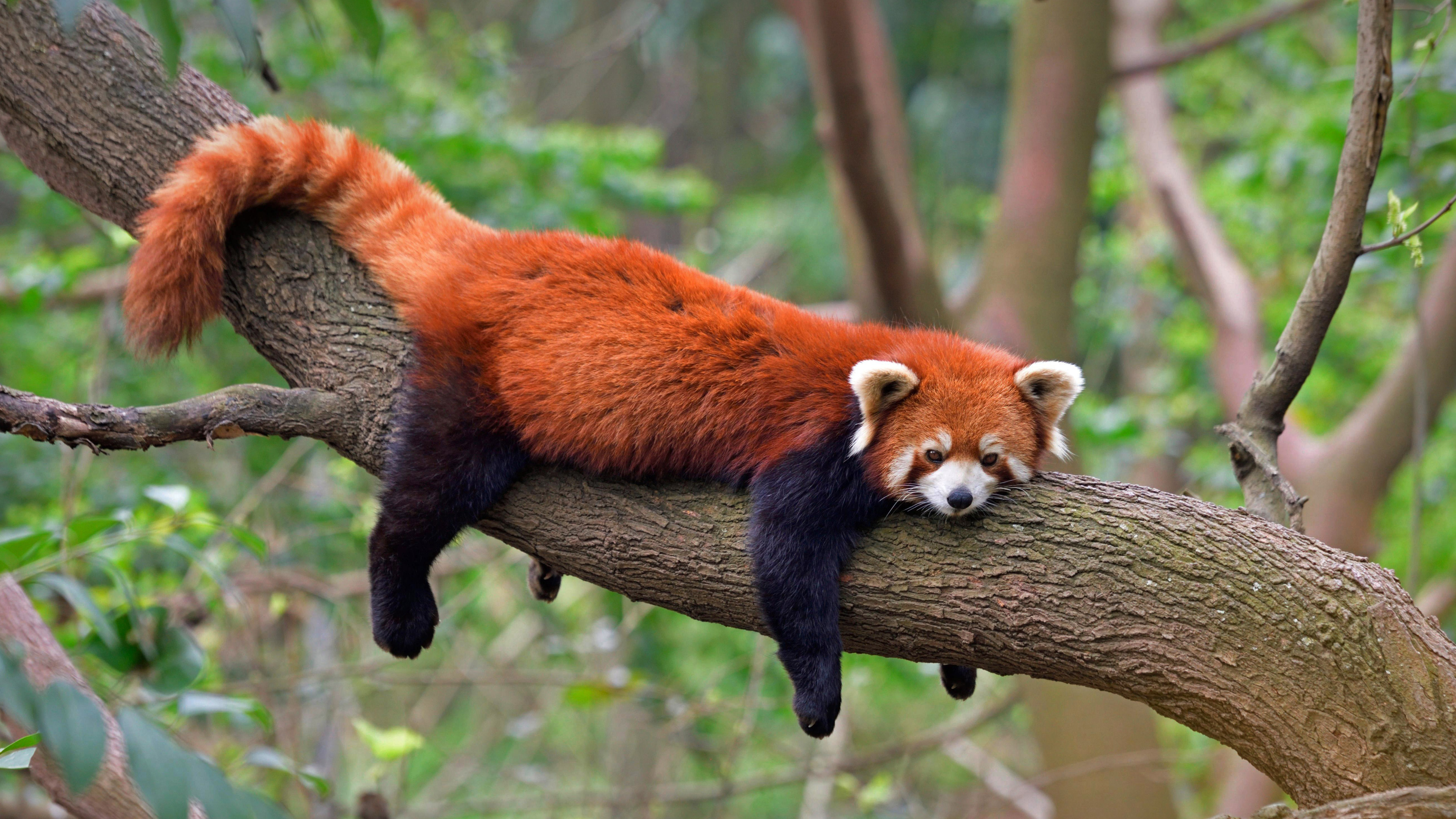 四川成都熊猫基地的小熊猫 (© Biosphoto/Alamy)