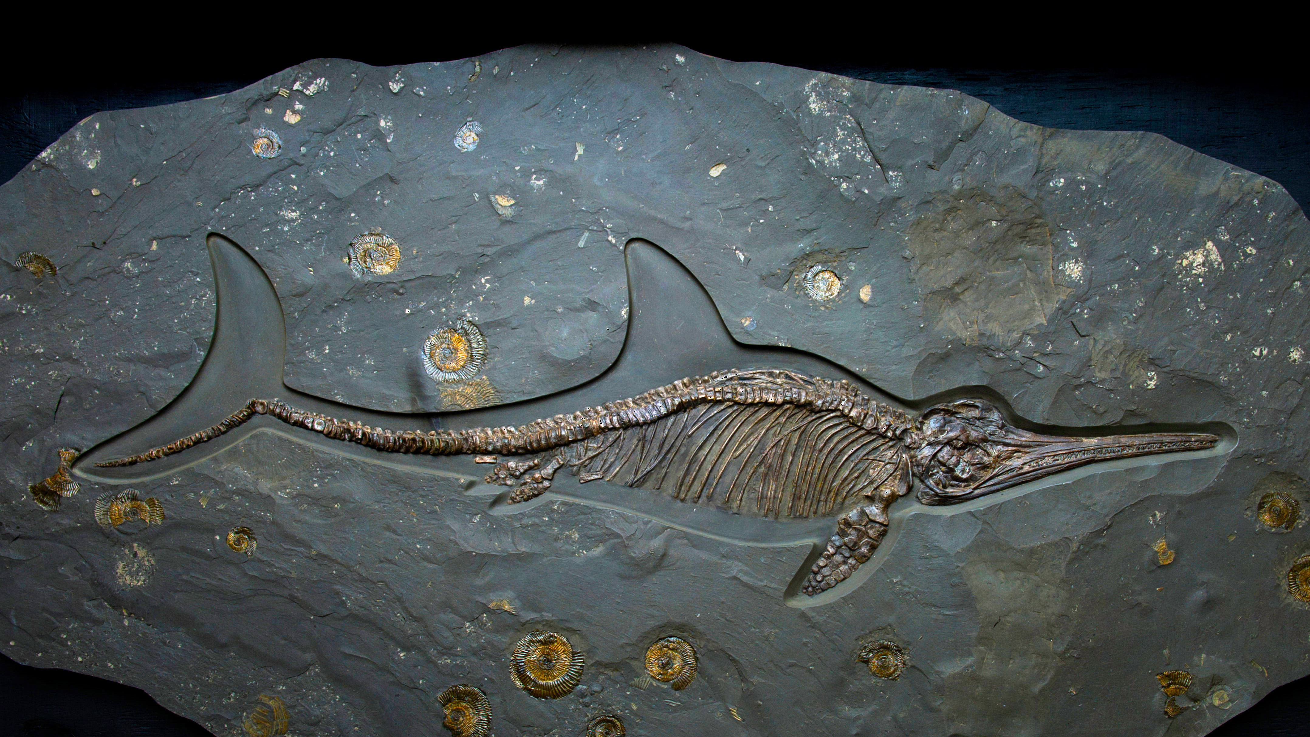 侏罗纪时期的鱼龙化石，英国多塞特 (© Christopher Jones/Alamy)