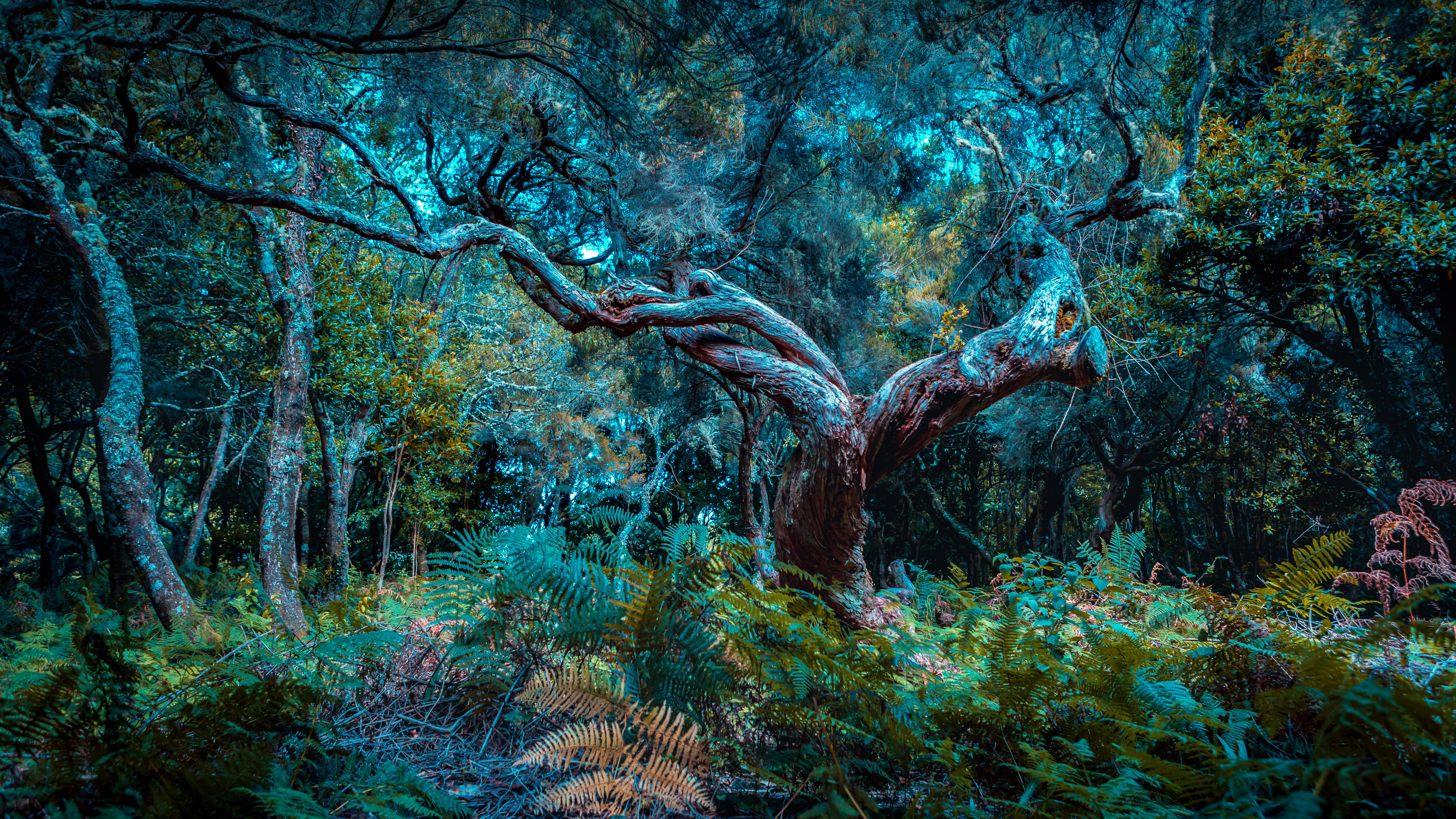 马德拉岛的法纳尔森林，葡萄牙 (© Val Thoermer/Alamy)