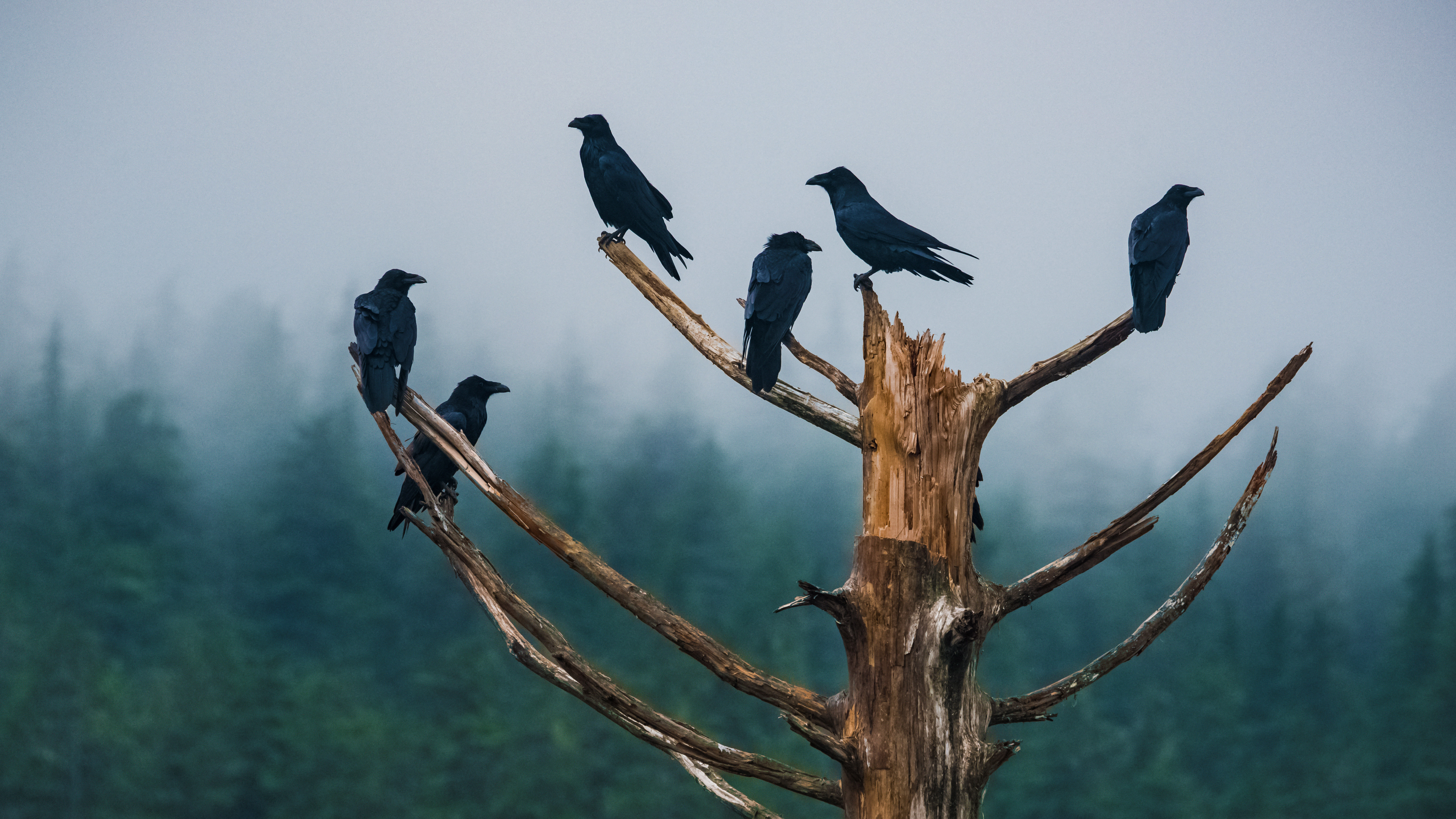 冷漠的渡鸦们，美国阿拉斯加州 (© Brian Browitt Photo/Adobe Stock)