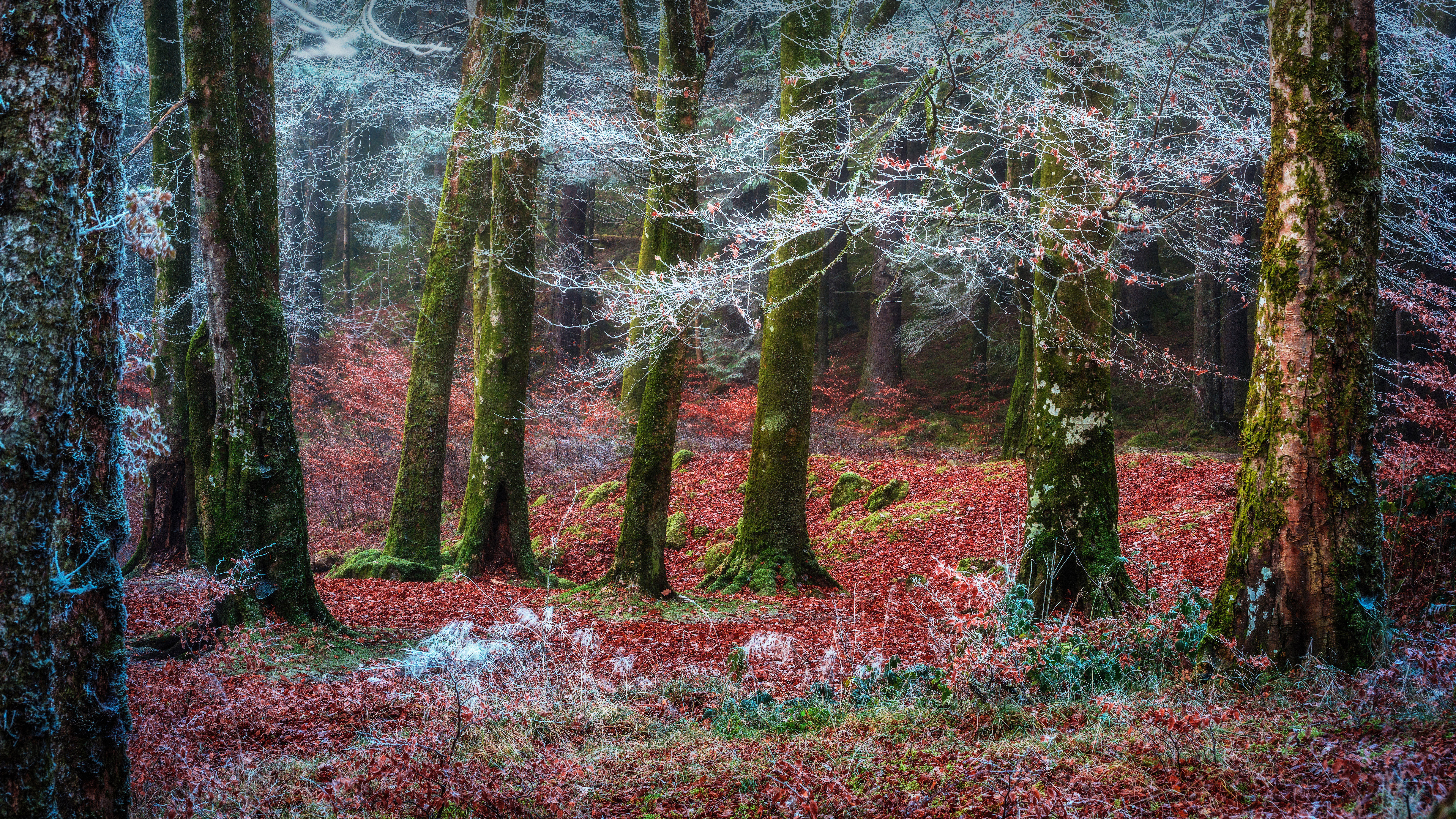 Invergarry村庄附近的森林，苏格兰 (© Matt Anderson Photography/Getty Images)