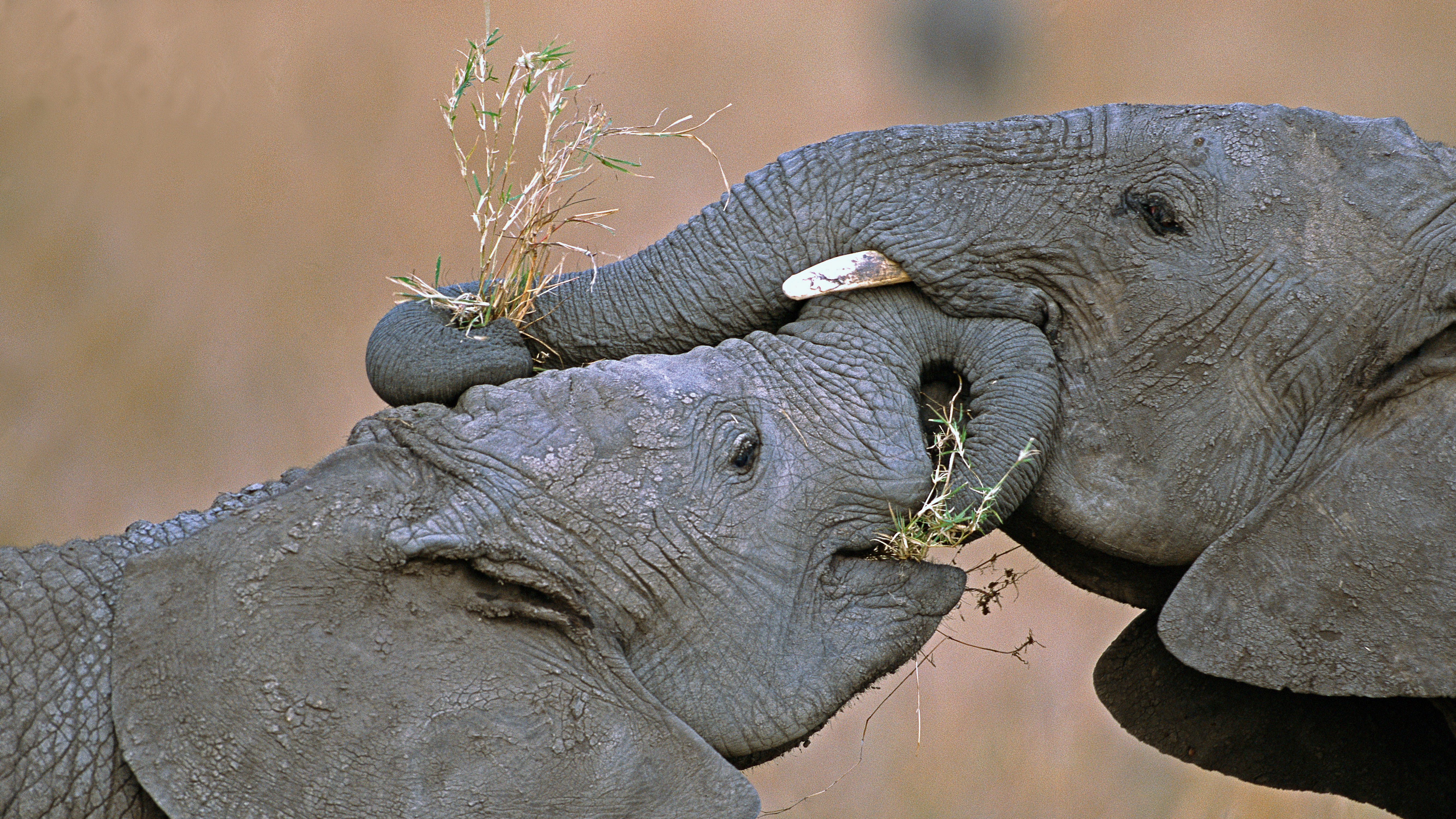 马赛马拉国家保护区中的非洲草原象，肯尼亚 (© Yva Momatiuk and John Eastcott/Minden Pictures)