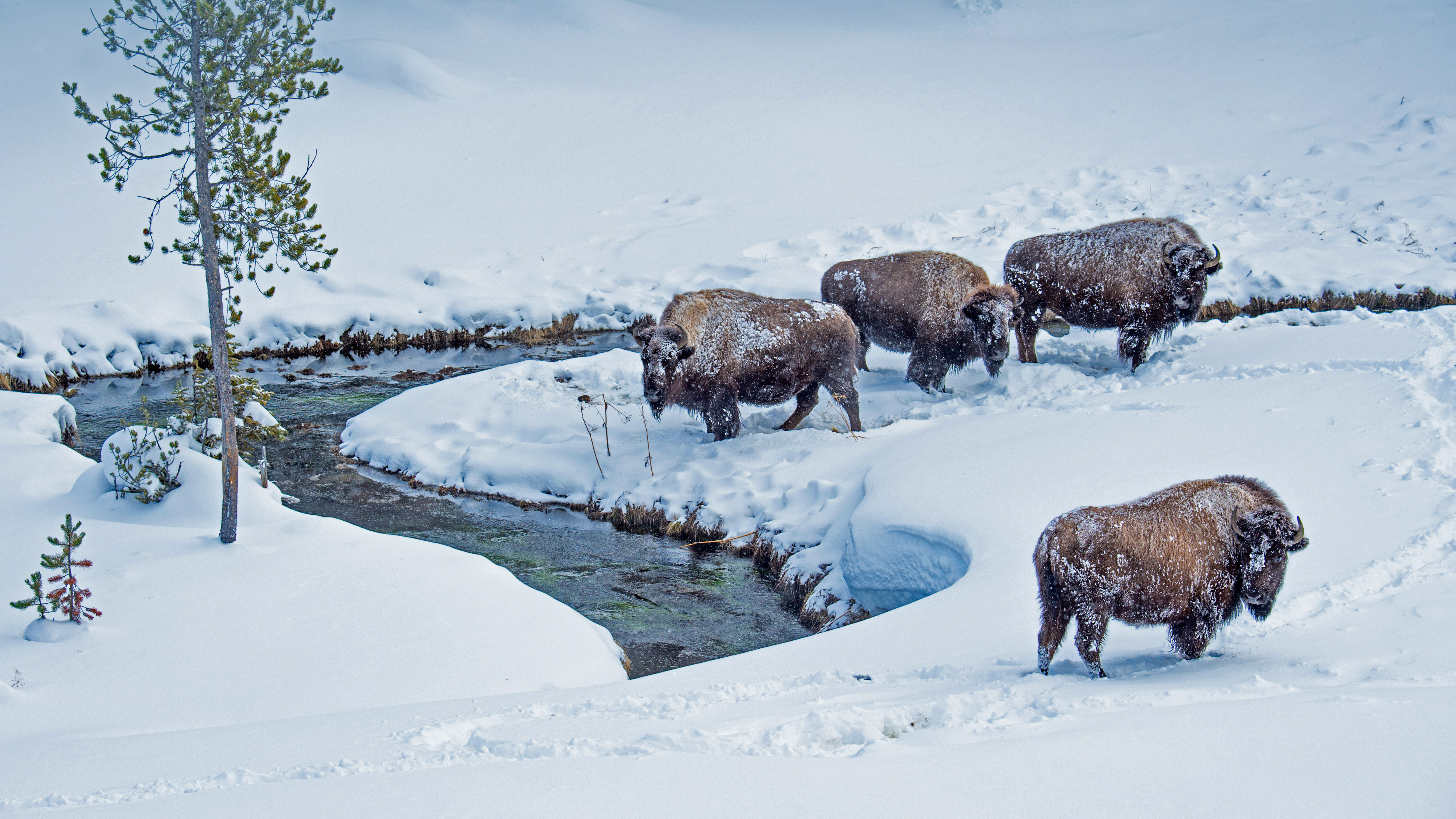 黄石国家公园的美洲野牛，美国怀俄明州 (© Steve Gettle/Minden Pictures)