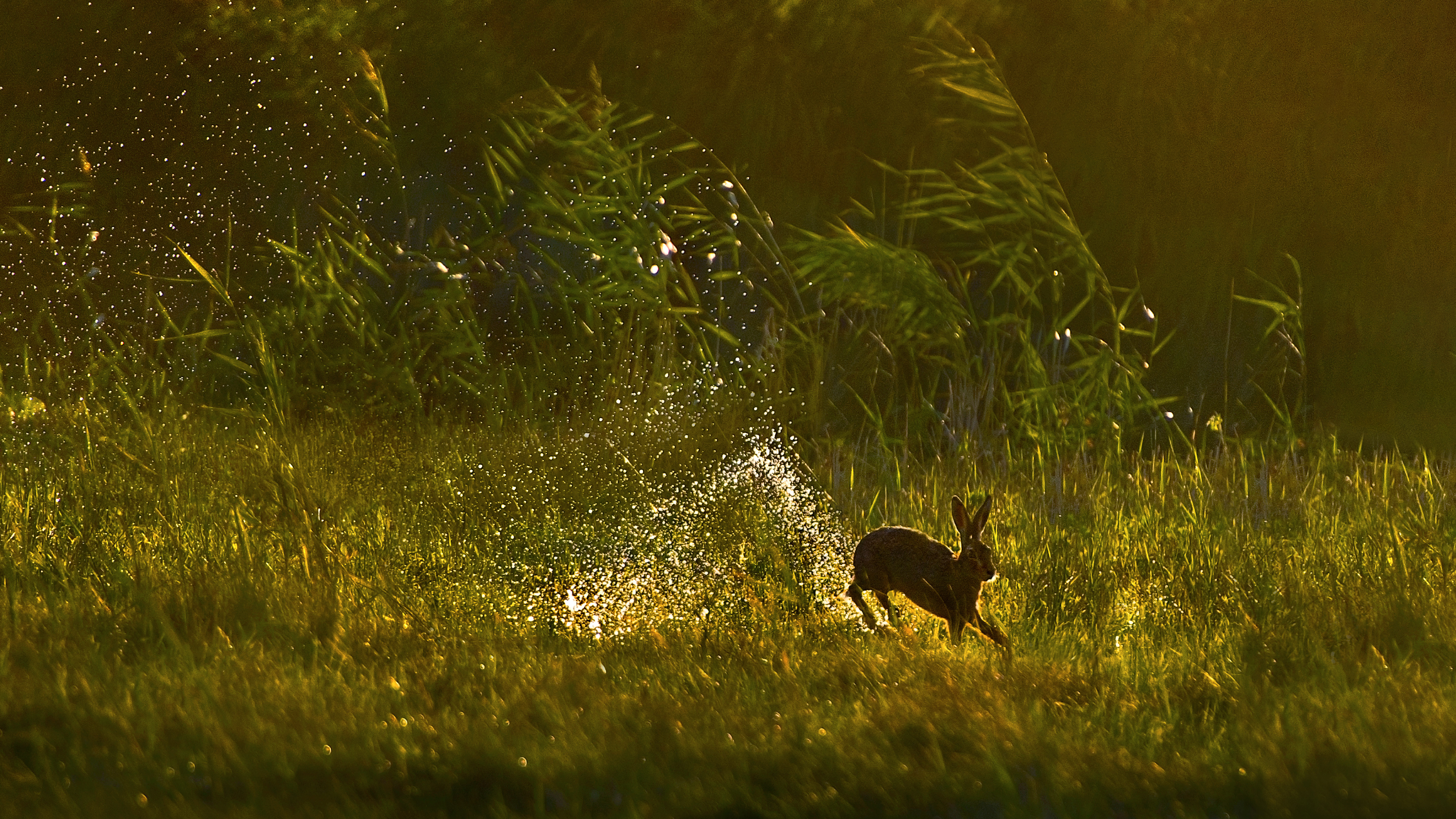 在湿地中跳跃的欧洲野兔，荷兰 (© Jim Brandenburg/Minden Pictures)