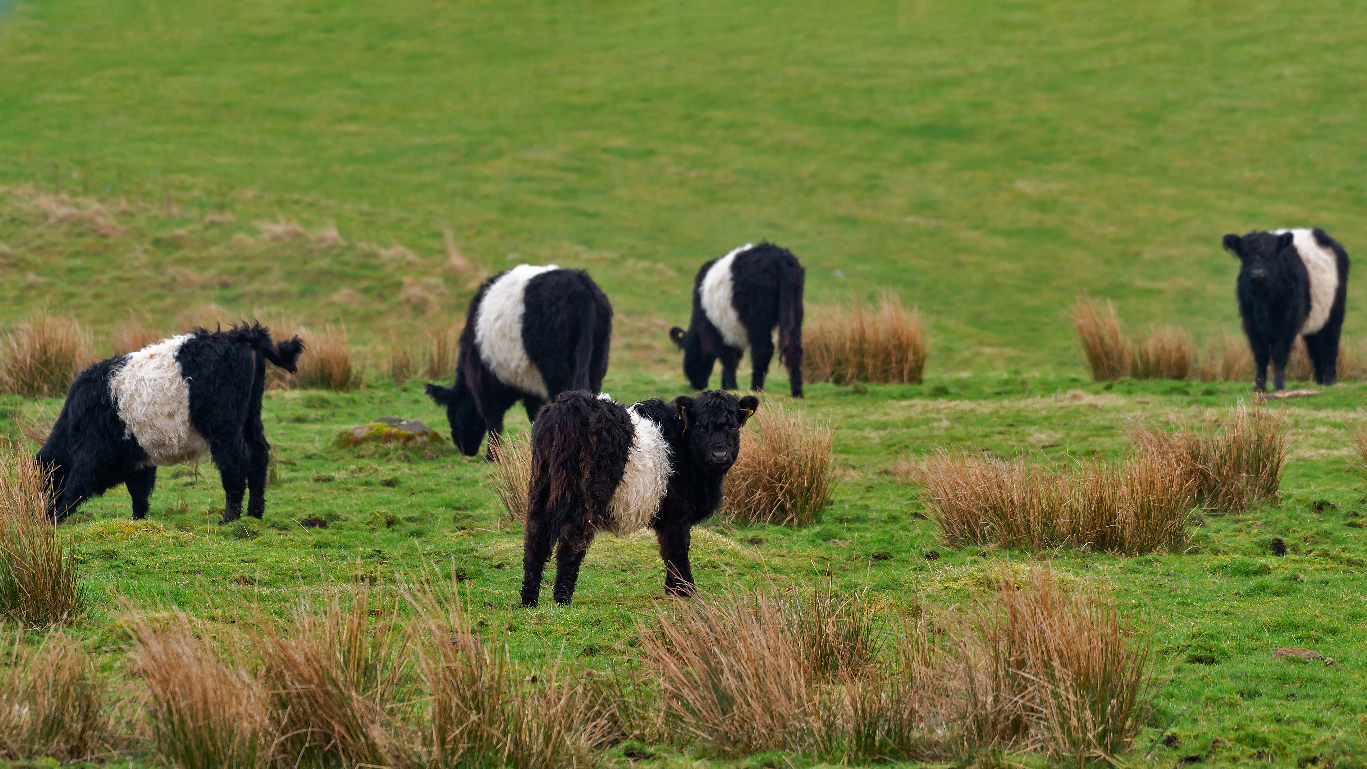 Belted Galloway cows in Scotland (© JohnFScott/Getty Images)