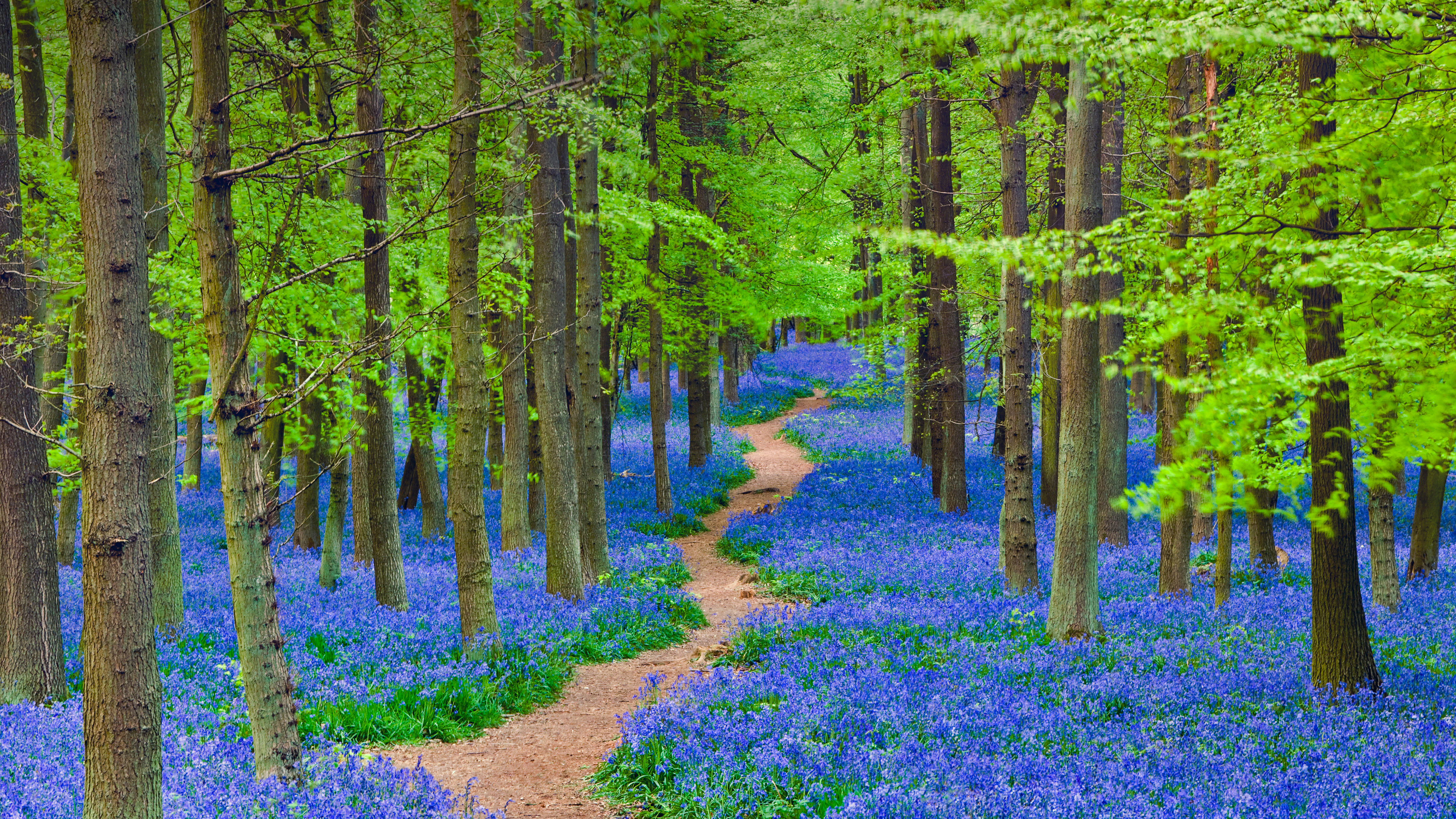一条蜿蜒穿过开满蓝铃花森林的小径，英格兰赫特福德郡 (© JayKay57/Getty Images)