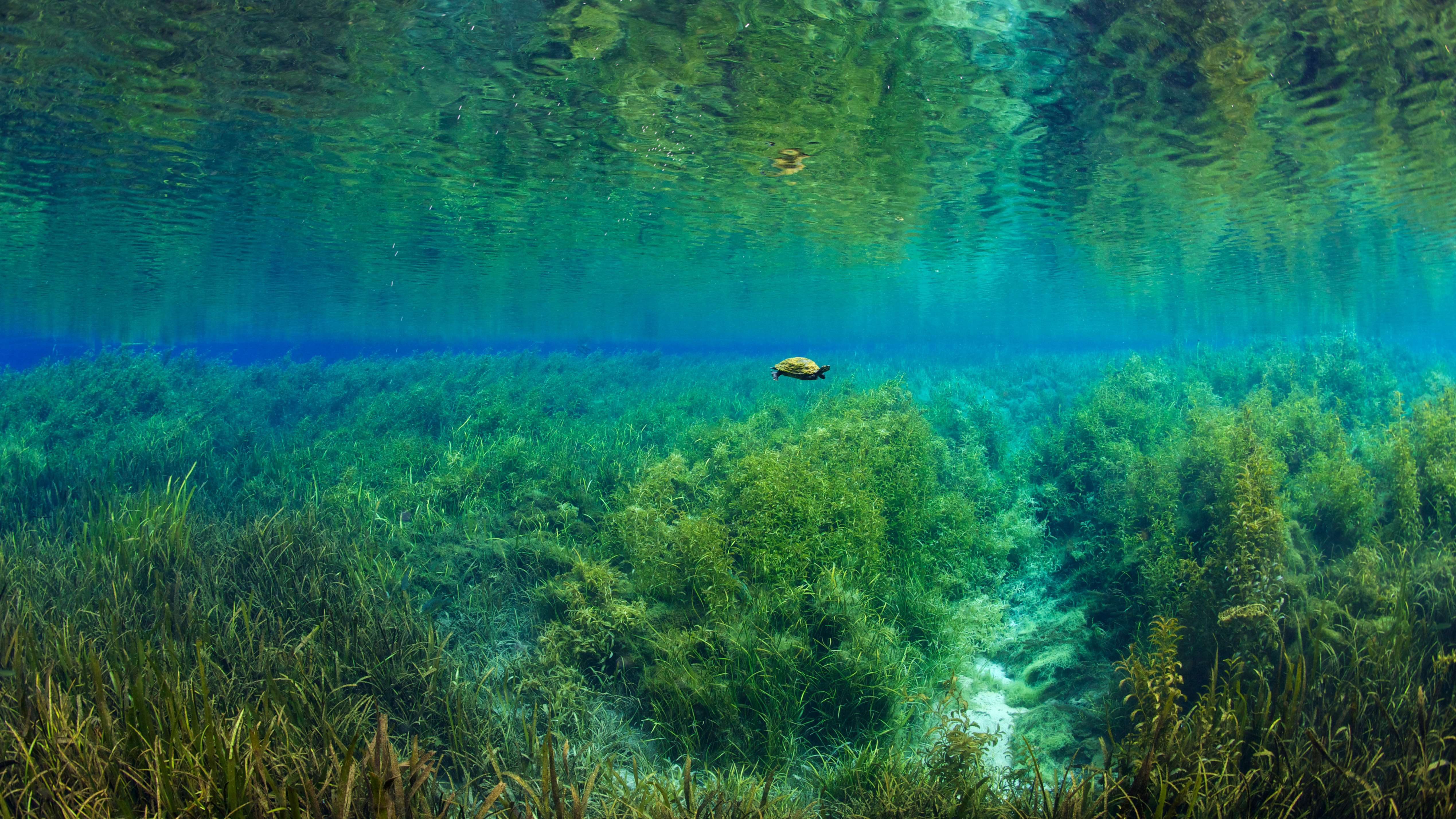 彩虹河里的佛罗里达红肚龟，彩虹泉州立公园，佛罗里达 (© Michel Roggo/Minden Pictures)