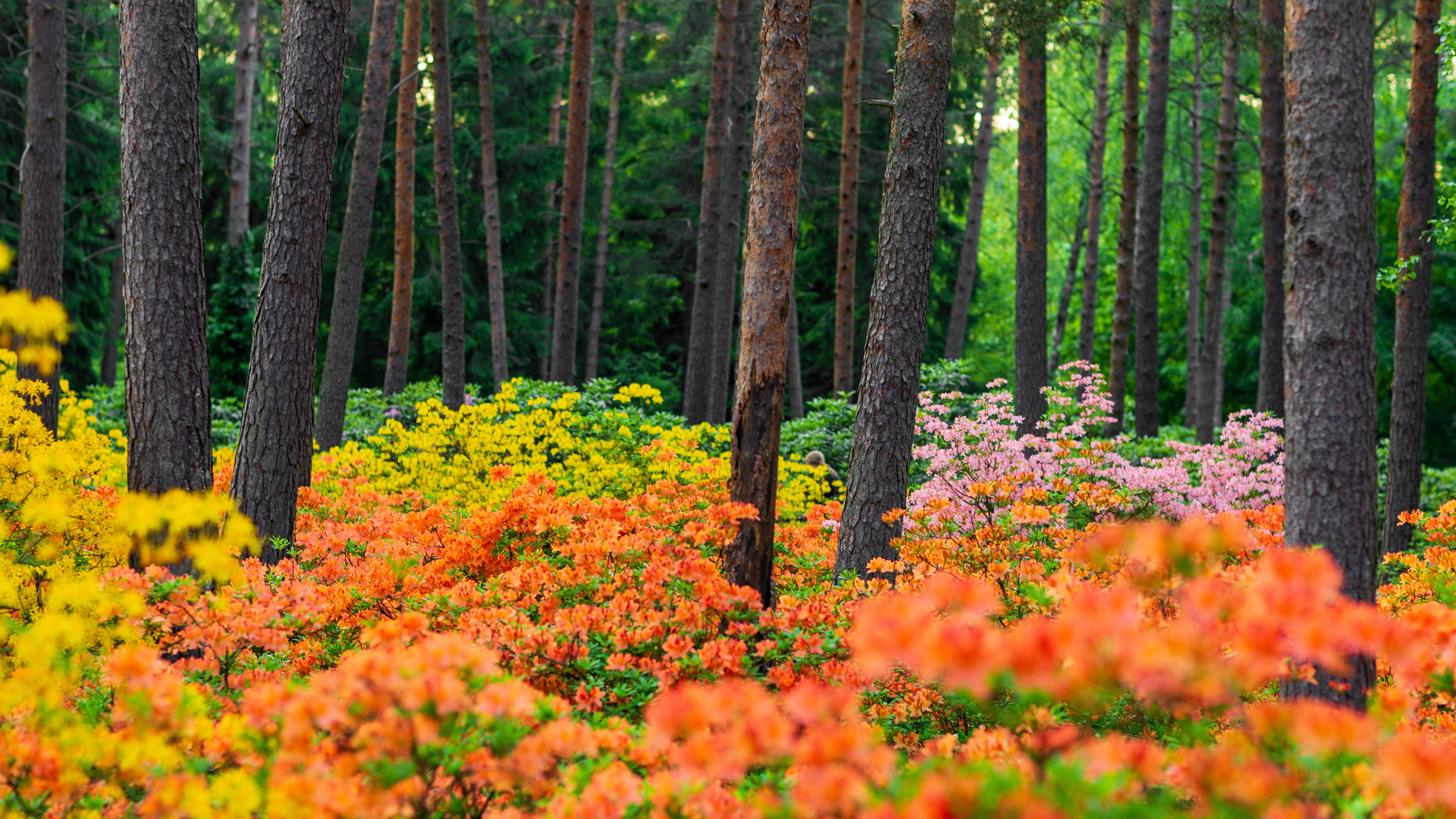 赫尔辛基的哈加杜鹃花公园，芬兰 (© Samuli Vainionpää/Getty Images)