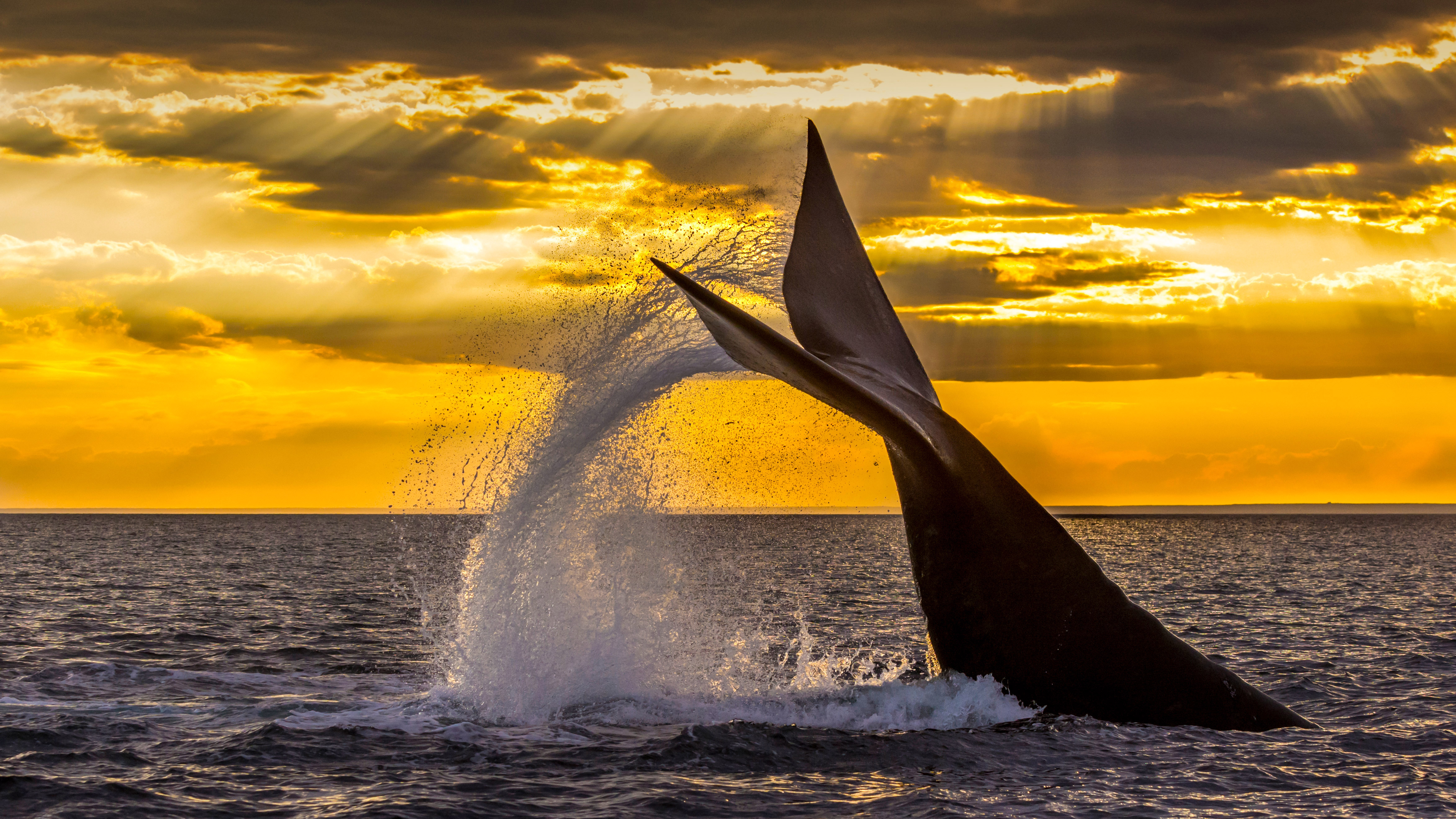 在新湾潜水的南露脊鲸，阿根廷瓦尔德斯半岛 (© Gabriel Rojo/Minden Pictures)