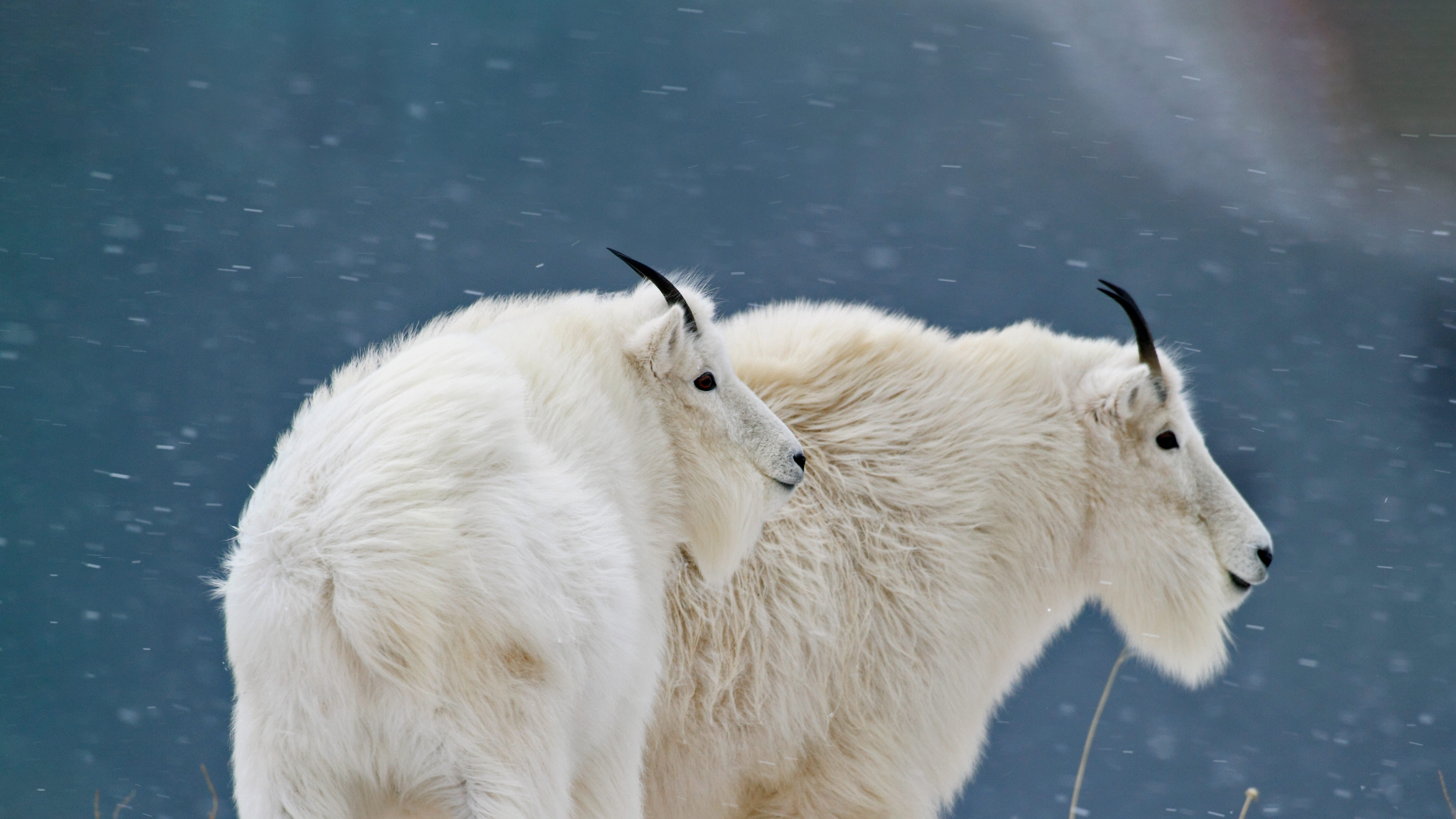 冰川国家公园的山羊，美国蒙大拿州 (© Sumio Harada/Minden Pictures)