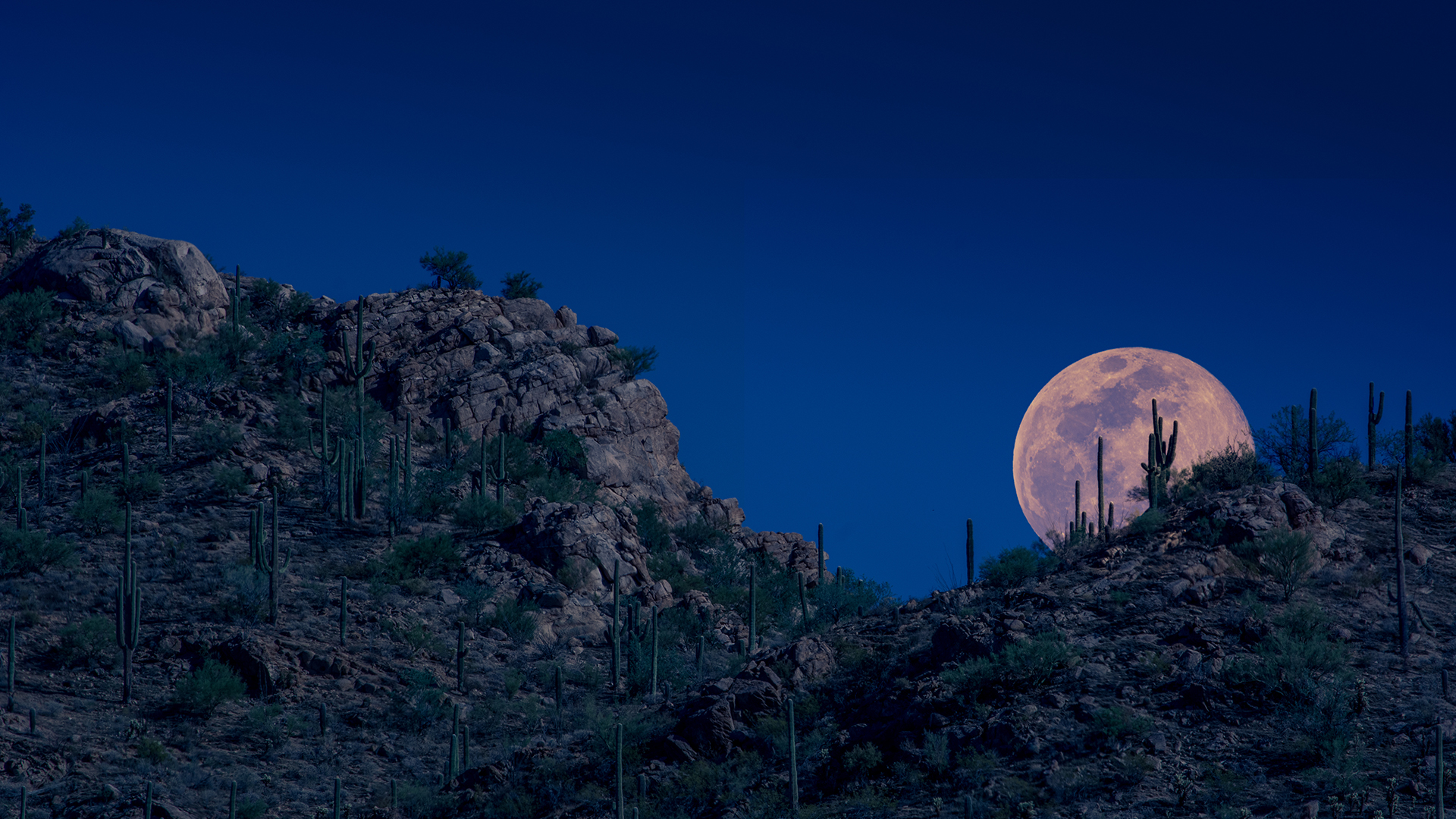 月亮升起，图森，亚利桑那州，美国 (© Tim Murphy/Shutterstock)