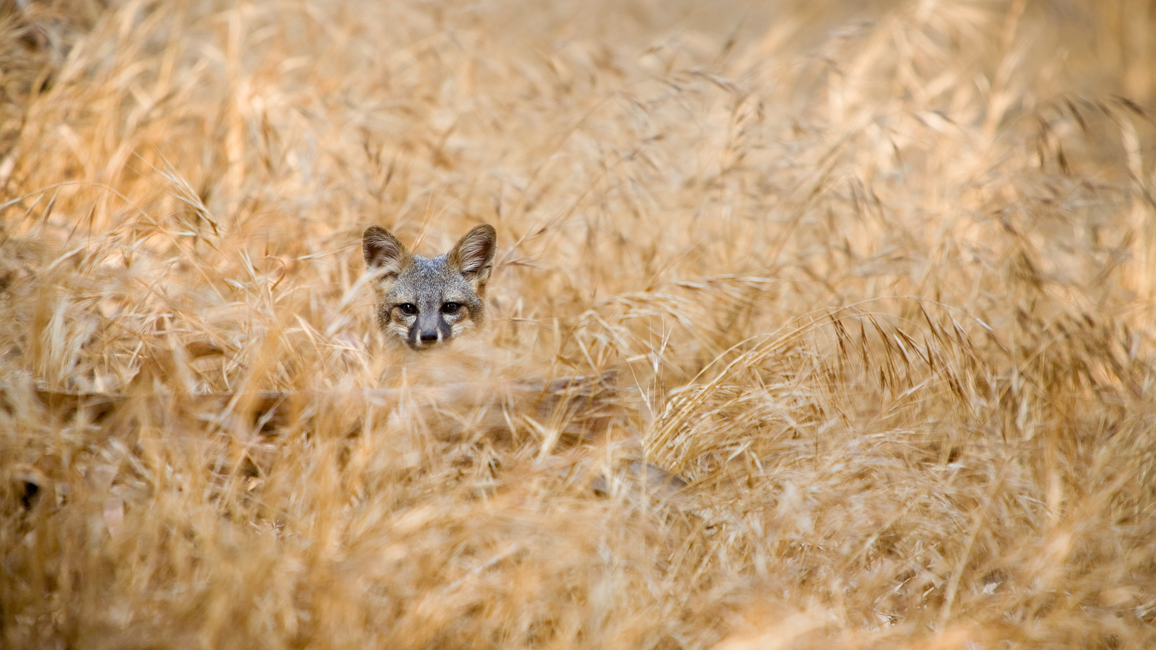 岛屿灰狐，海峡群岛国家公园，美国加利福尼亚州 (© Ian Shive/Tandem Stills + Motion)