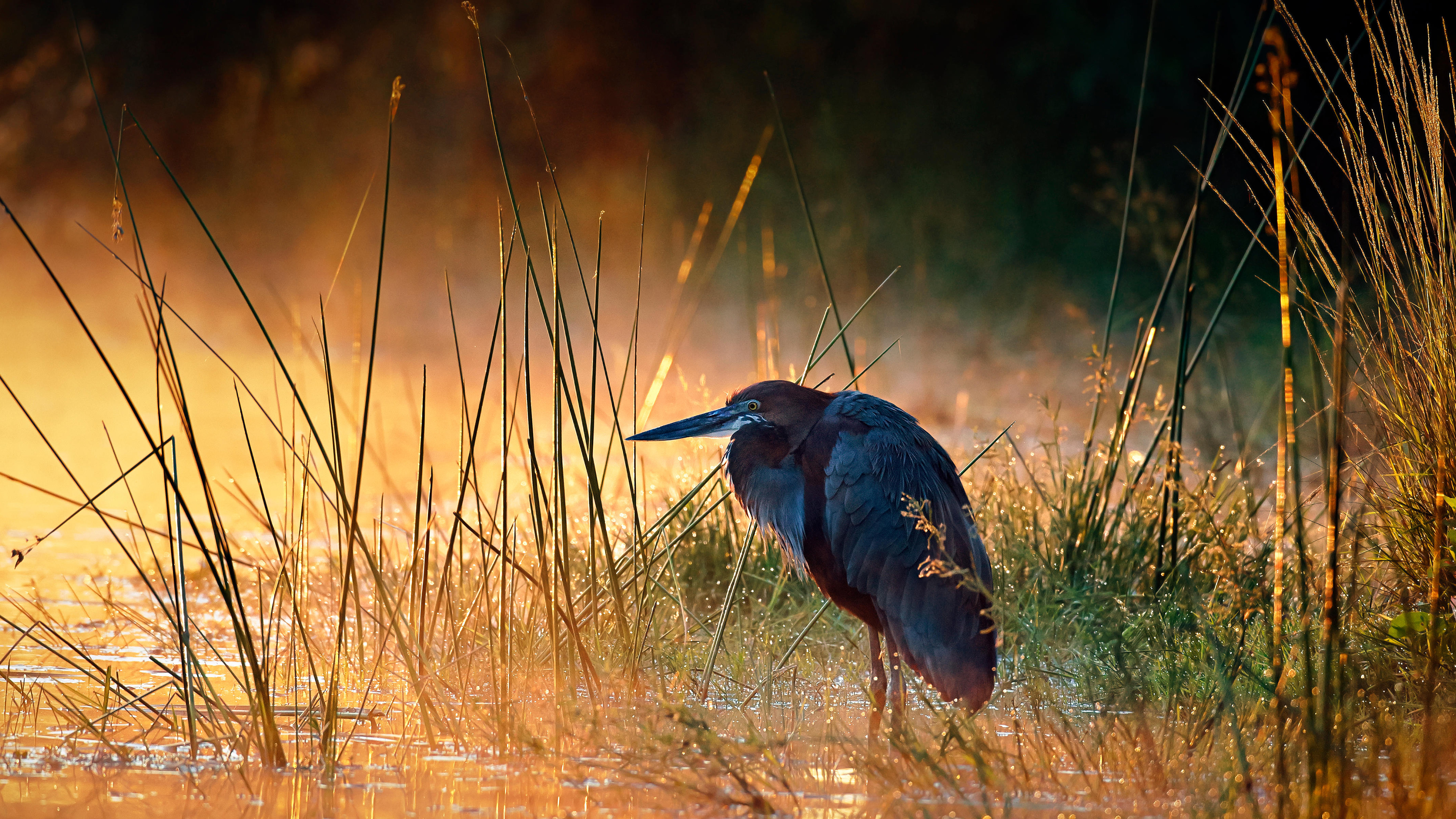 巨鹭，克鲁格国家公园，南非 (© Johan Swanepoel/Alamy)