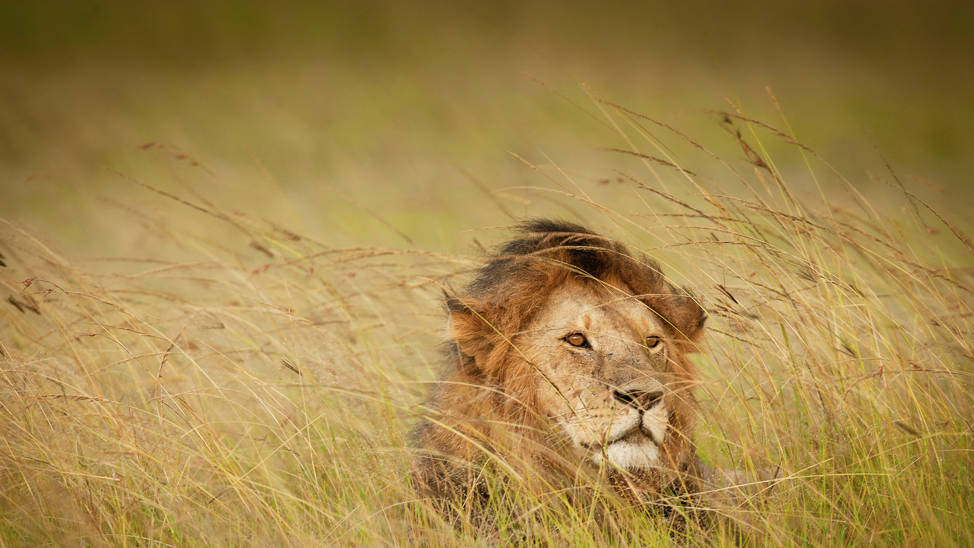 马赛马拉的一头狮子，肯尼亚 (© Federico Veronesi/Minden Pictures)
