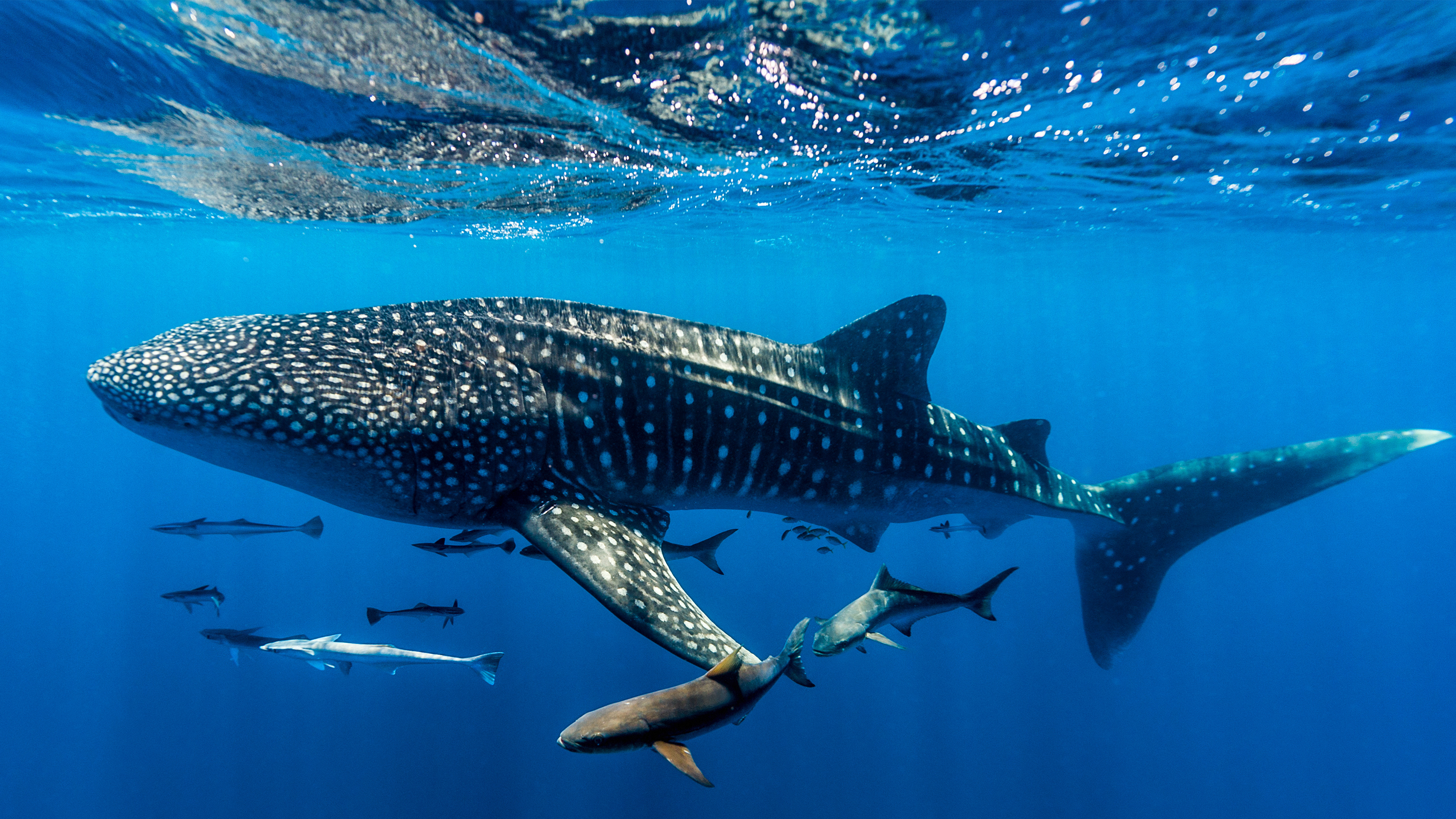 鲸鲨，宁加洛珊瑚礁，西澳大利亚 (© Jason Edwards/Getty Images)