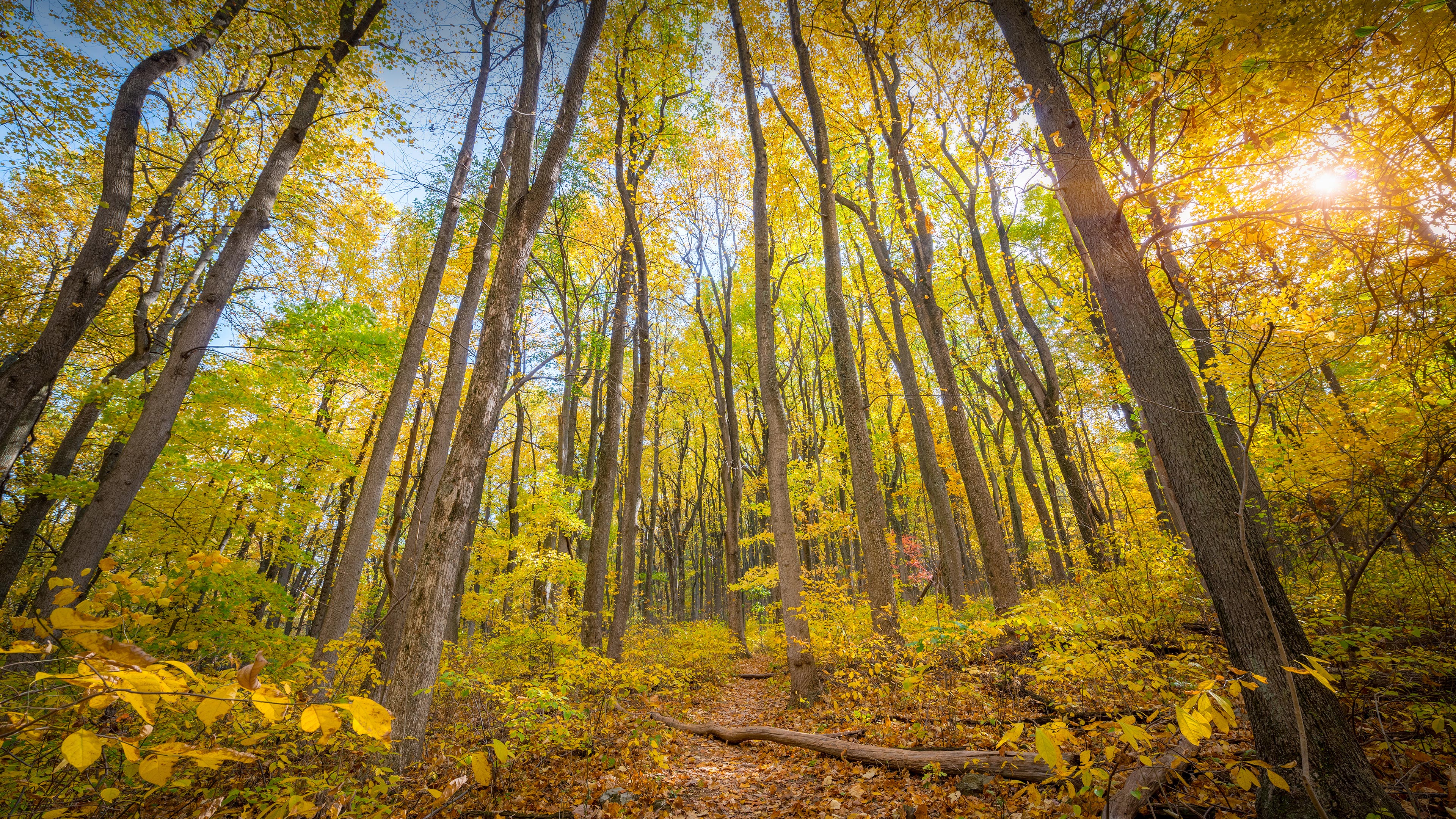 仙纳度国家公园的秋色，弗吉尼亚州 (© Michael Ver Sprill/Getty Images)