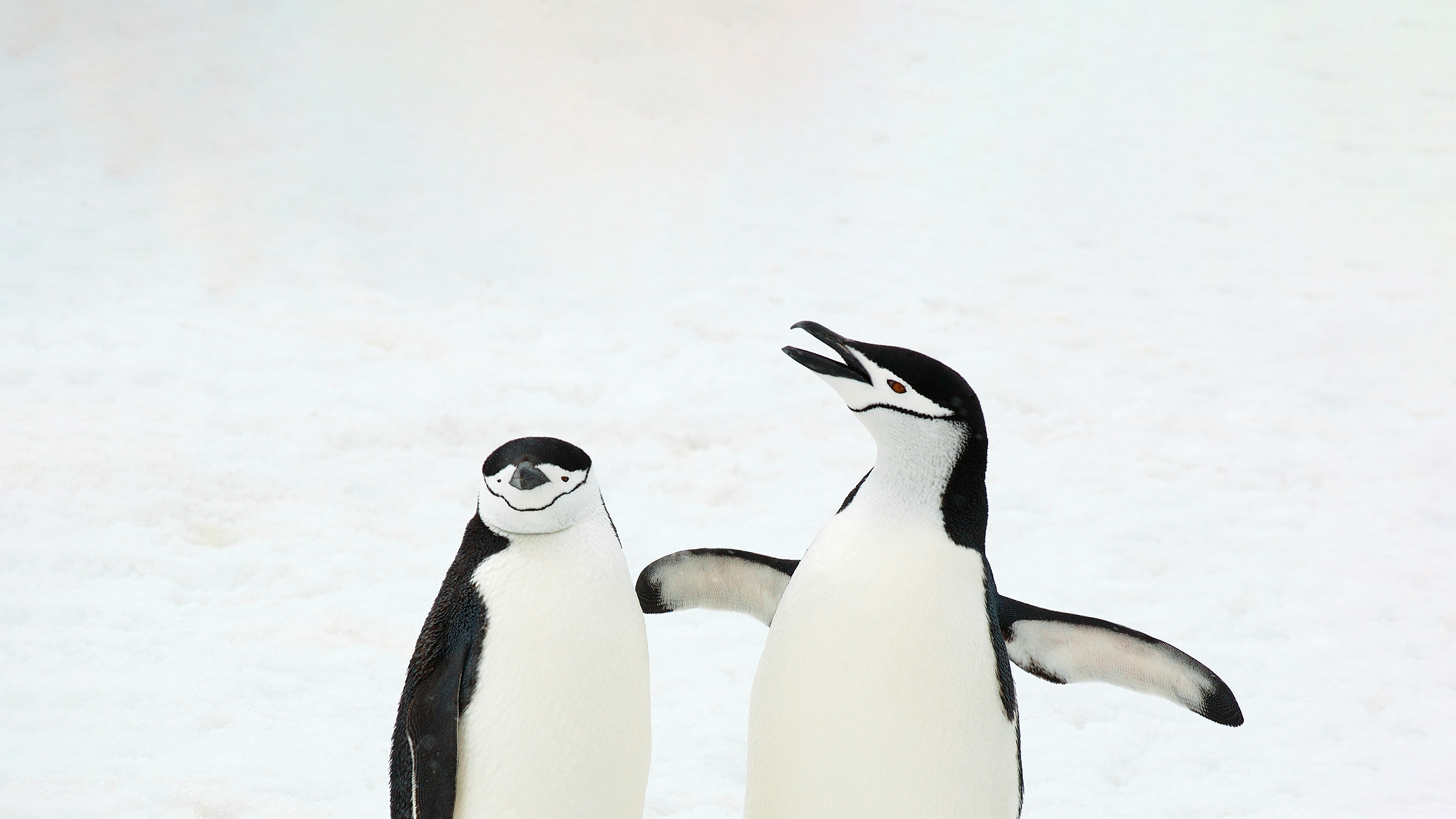 帽带企鹅，南桑威奇群岛，南大西洋 (© Jan Vermeer/Minden Pictures)
