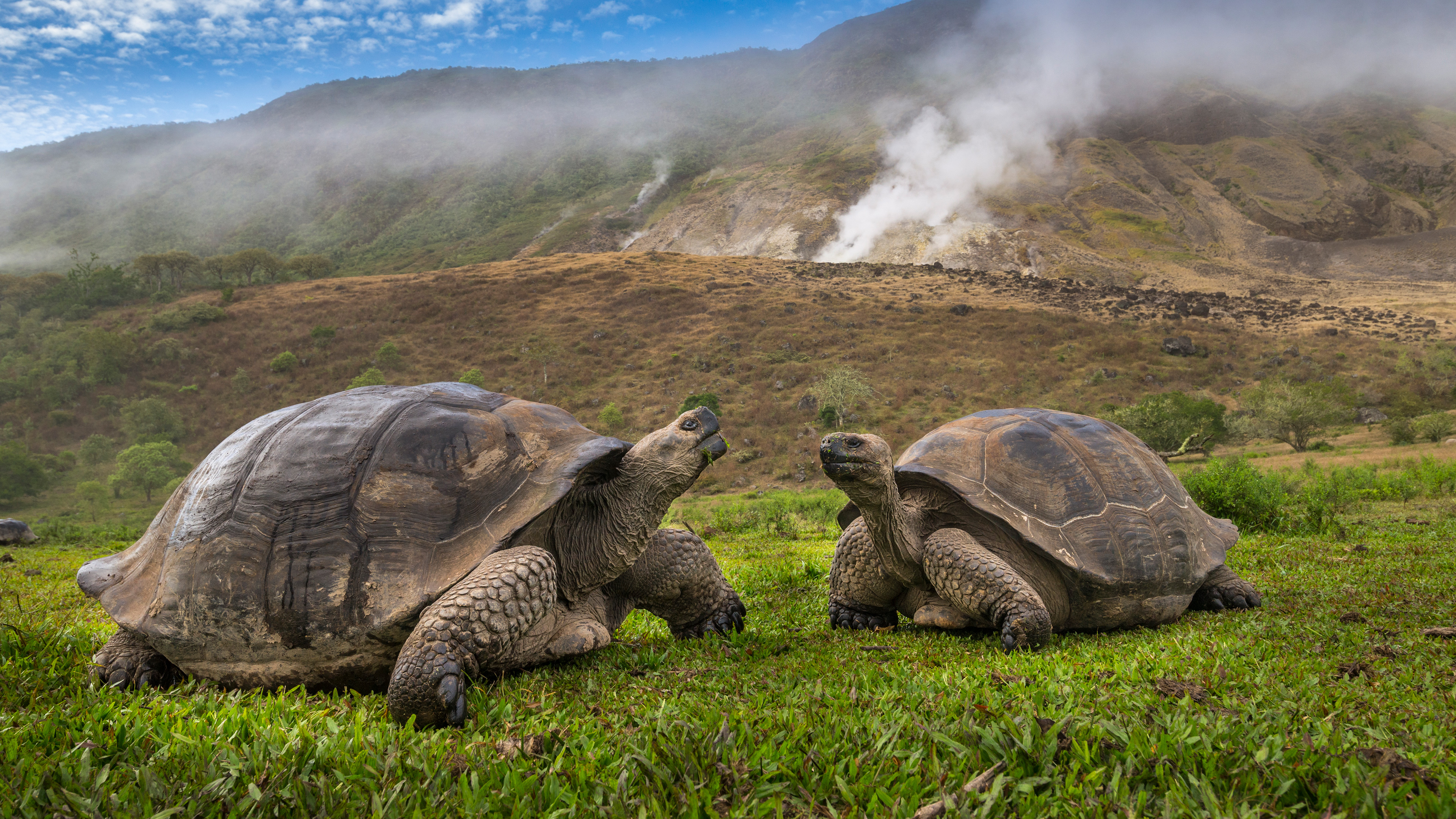 阿尔塞多火山象龟, 伊莎贝拉岛, 加拉帕戈斯群岛，厄瓜多尔 (© Tui De Roy/Minden Pictures)