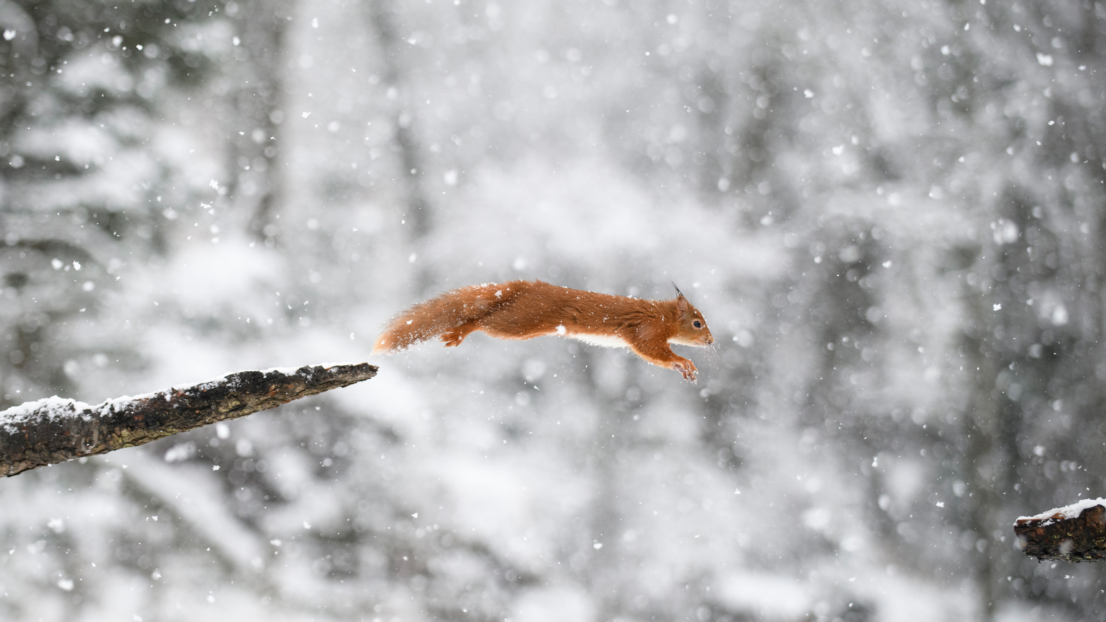欧亚红松鼠 (© Westend61/Getty Images)