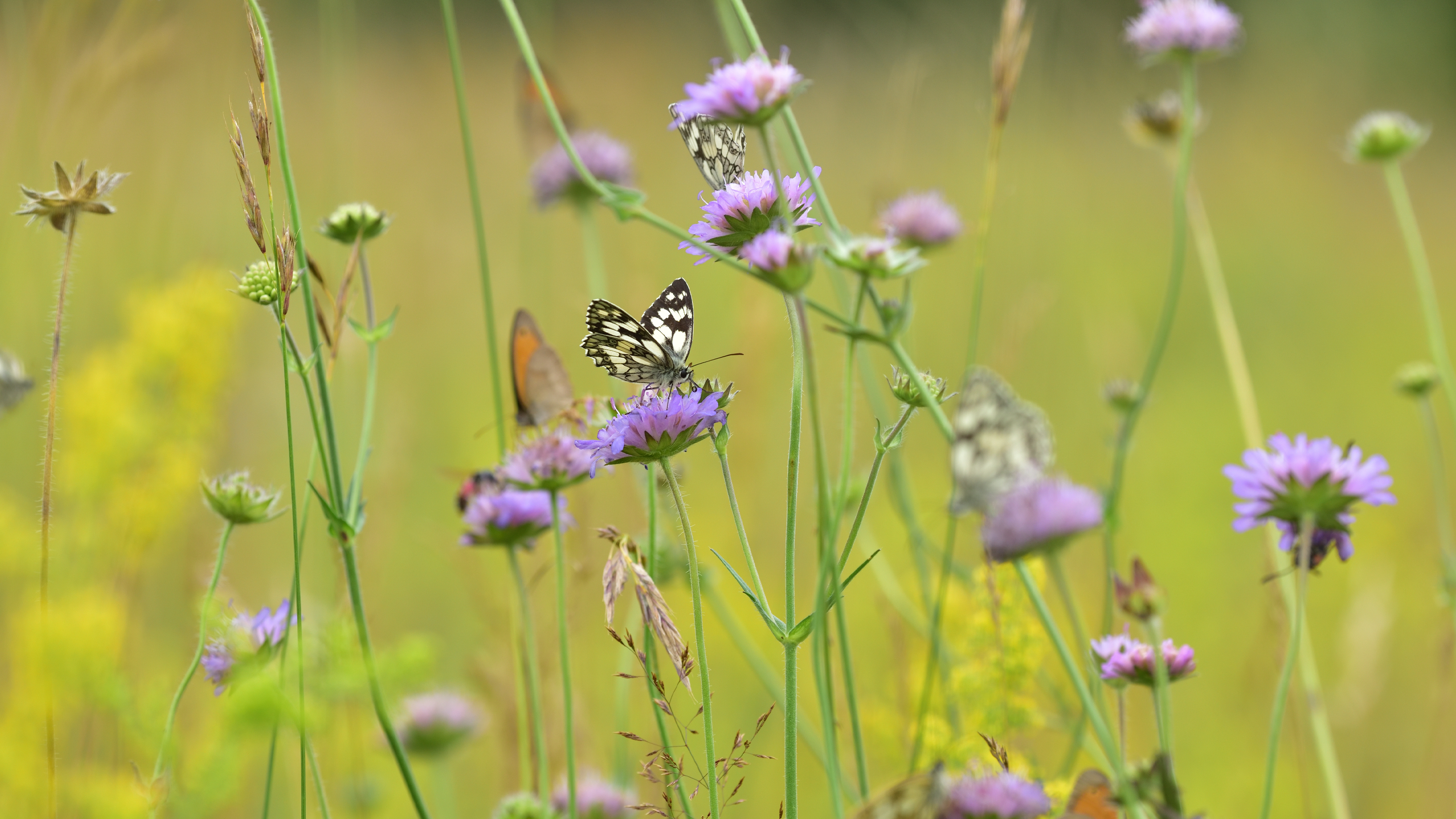 德国草地上的蝴蝶 (© Albert Fertl/Getty Images)