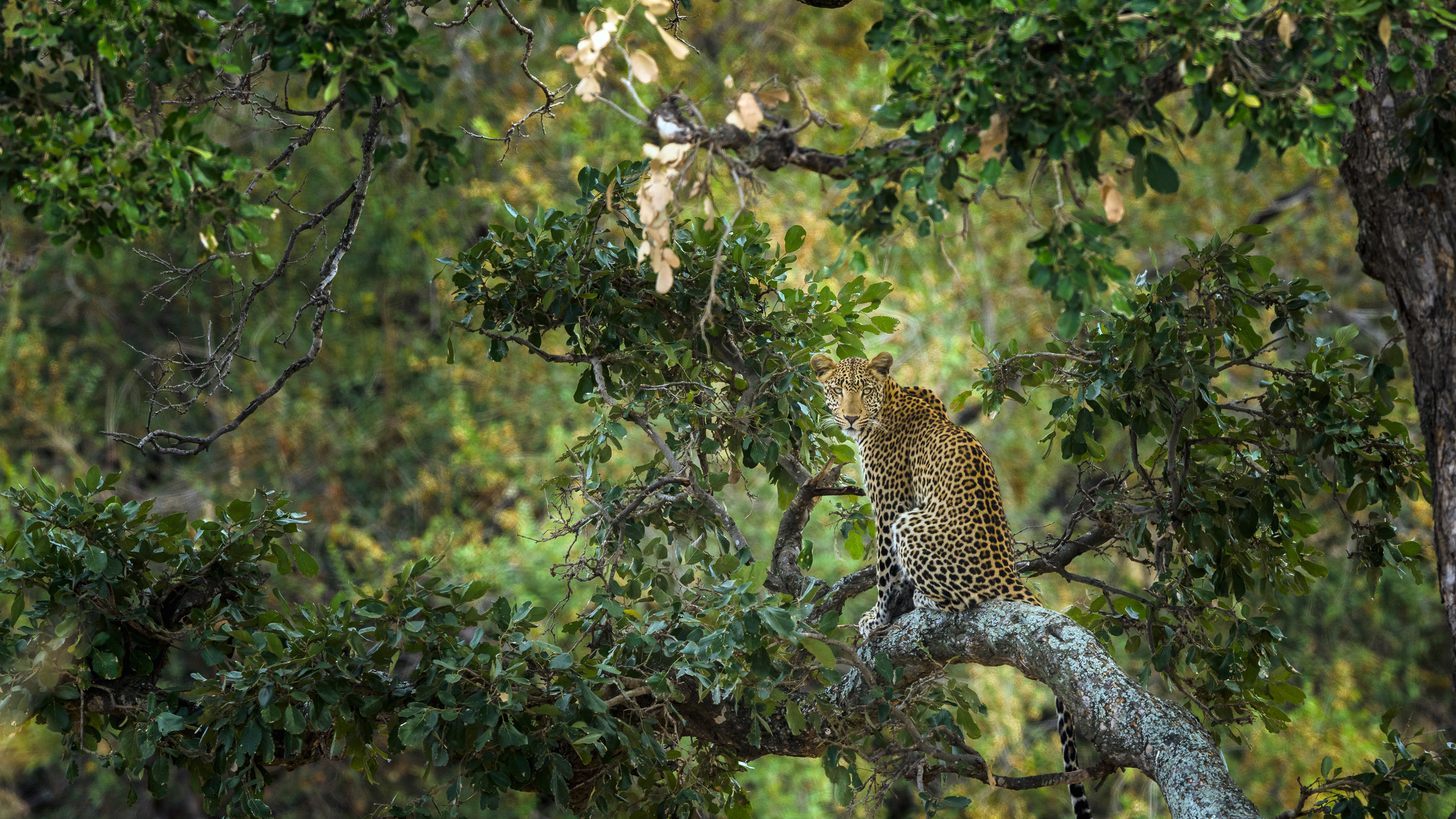 树上的豹子，克鲁格国家公园，南非 (© Tonino De Marco/Minden Pictures)