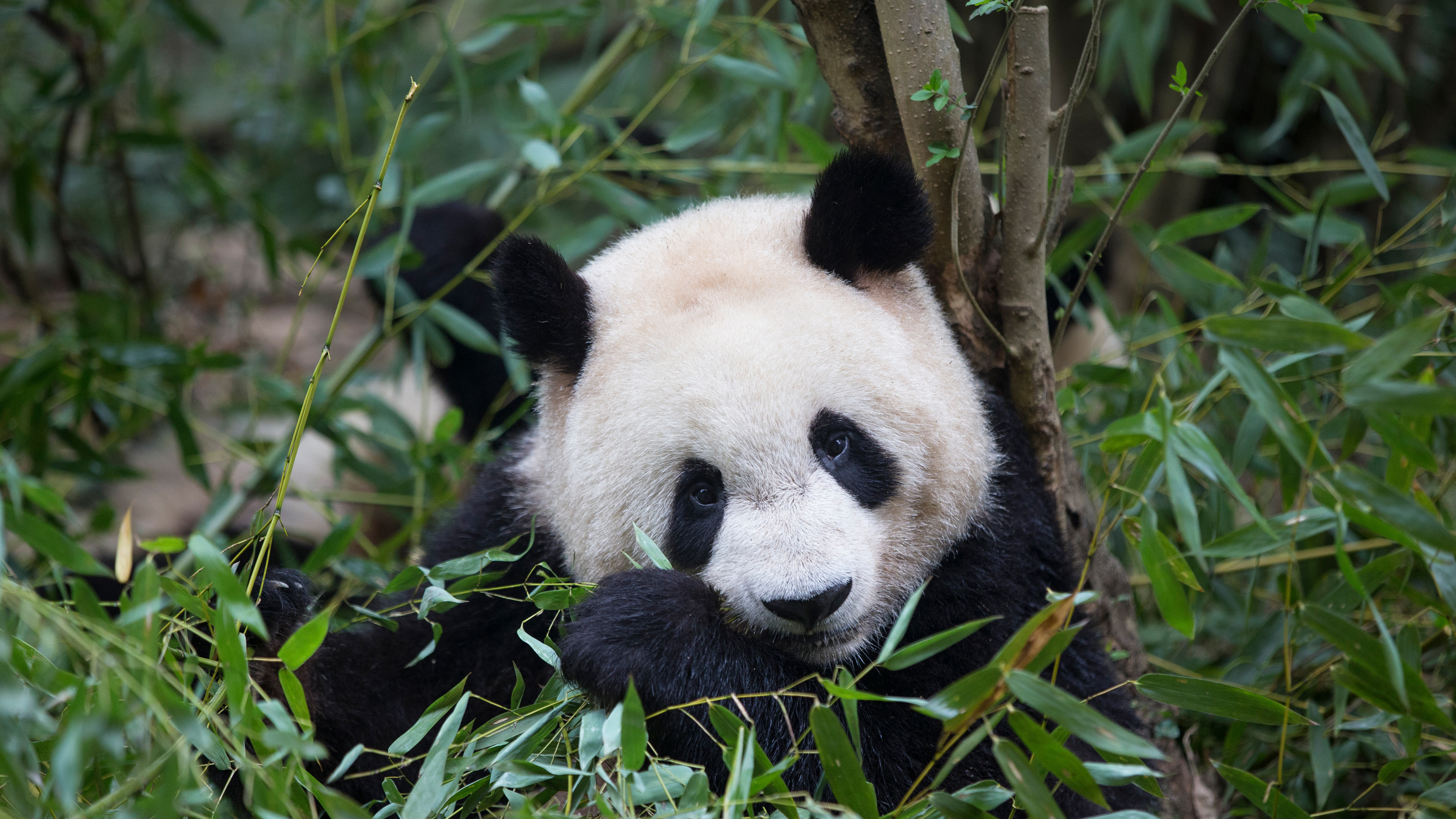 正在吃竹子的大熊猫，**成都 (© Suzi Eszterhas/Minden Pictures)