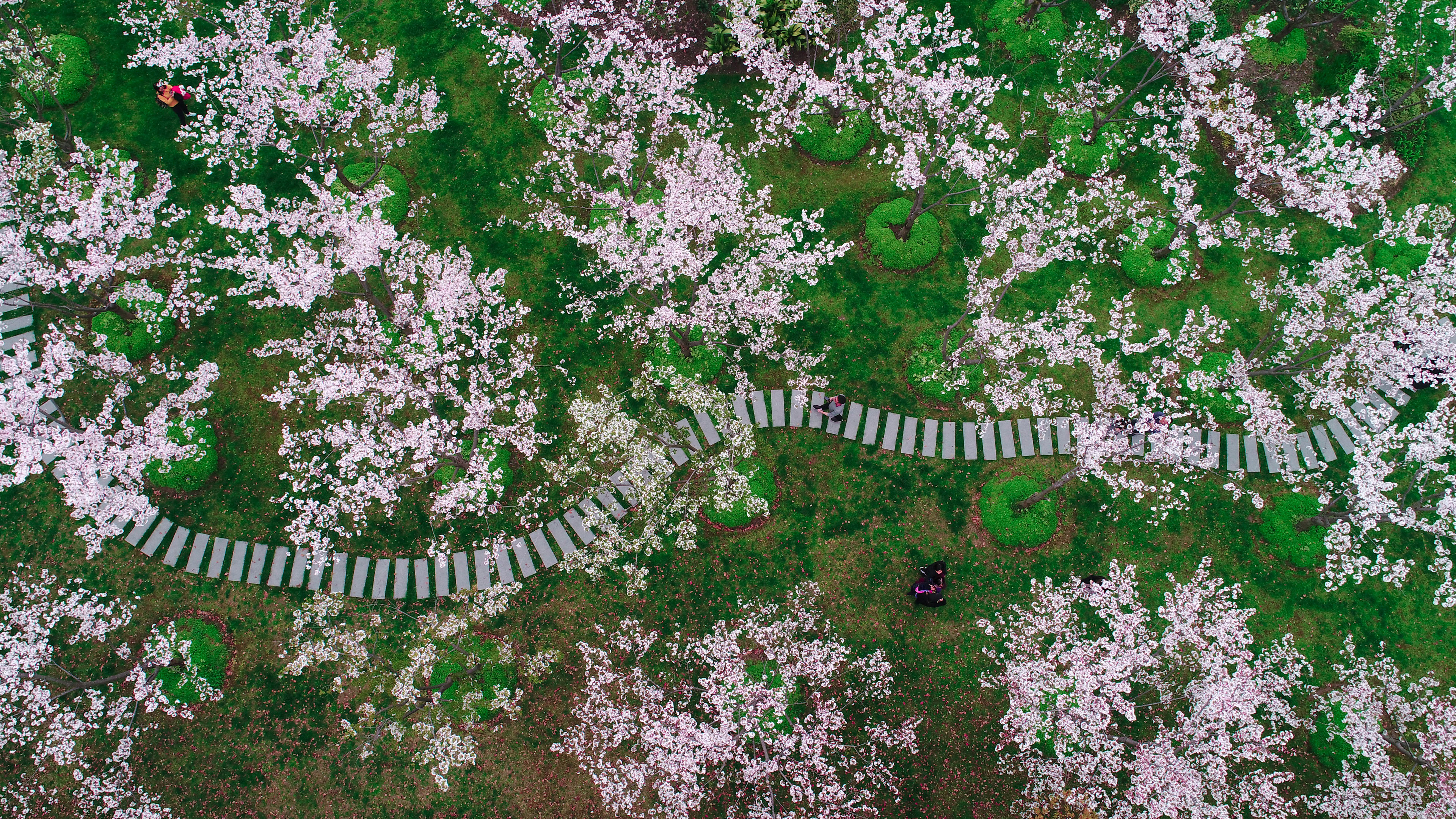 上海的樱花，** (© Yaorusheng/Getty Images)