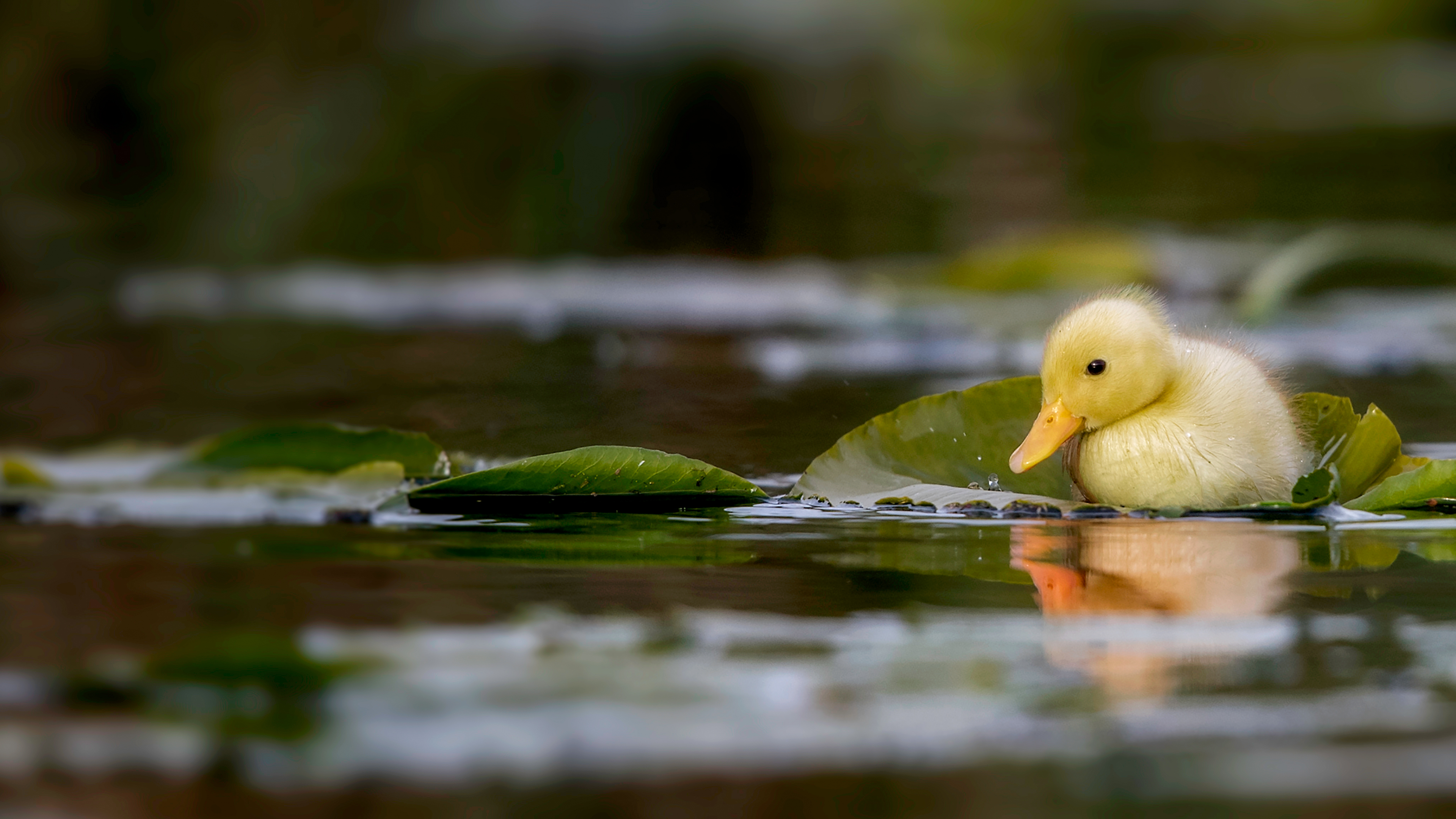 一只小鸭子在水草地上游泳，萨福克郡，英国 (© Nick Hurst/Getty Images)