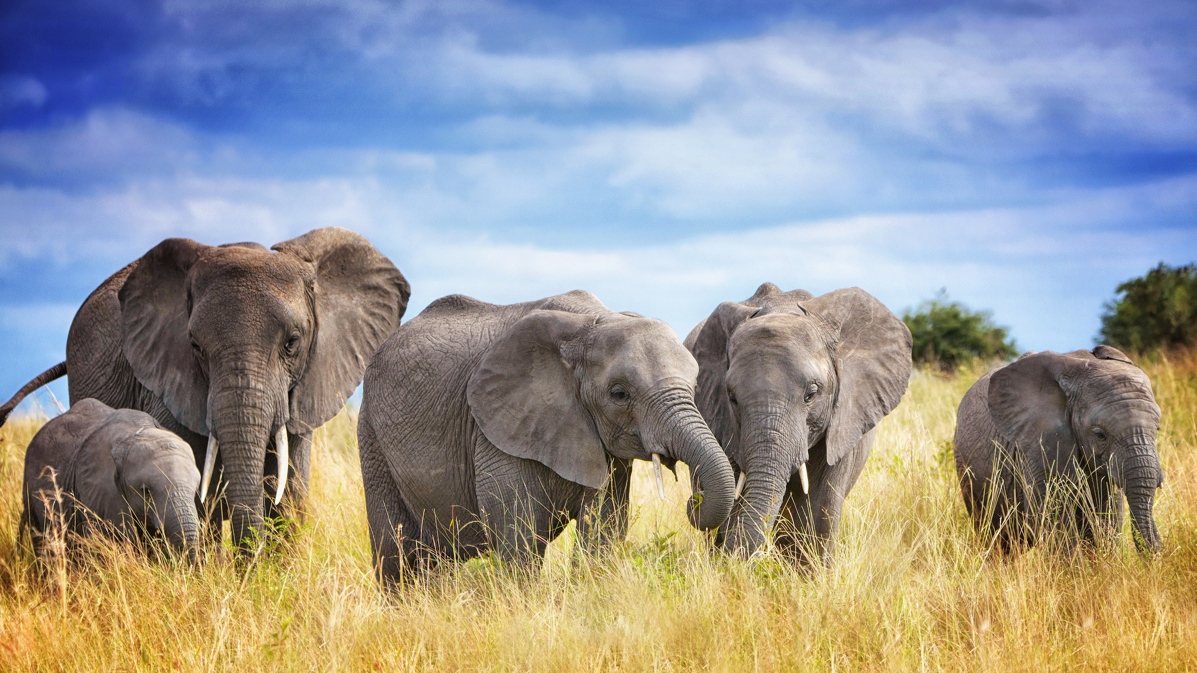 塔兰吉雷国家公园的非洲象家族，坦桑尼亚 (© Vicki Jauron, Babylon and Beyond Photography/Getty Images)