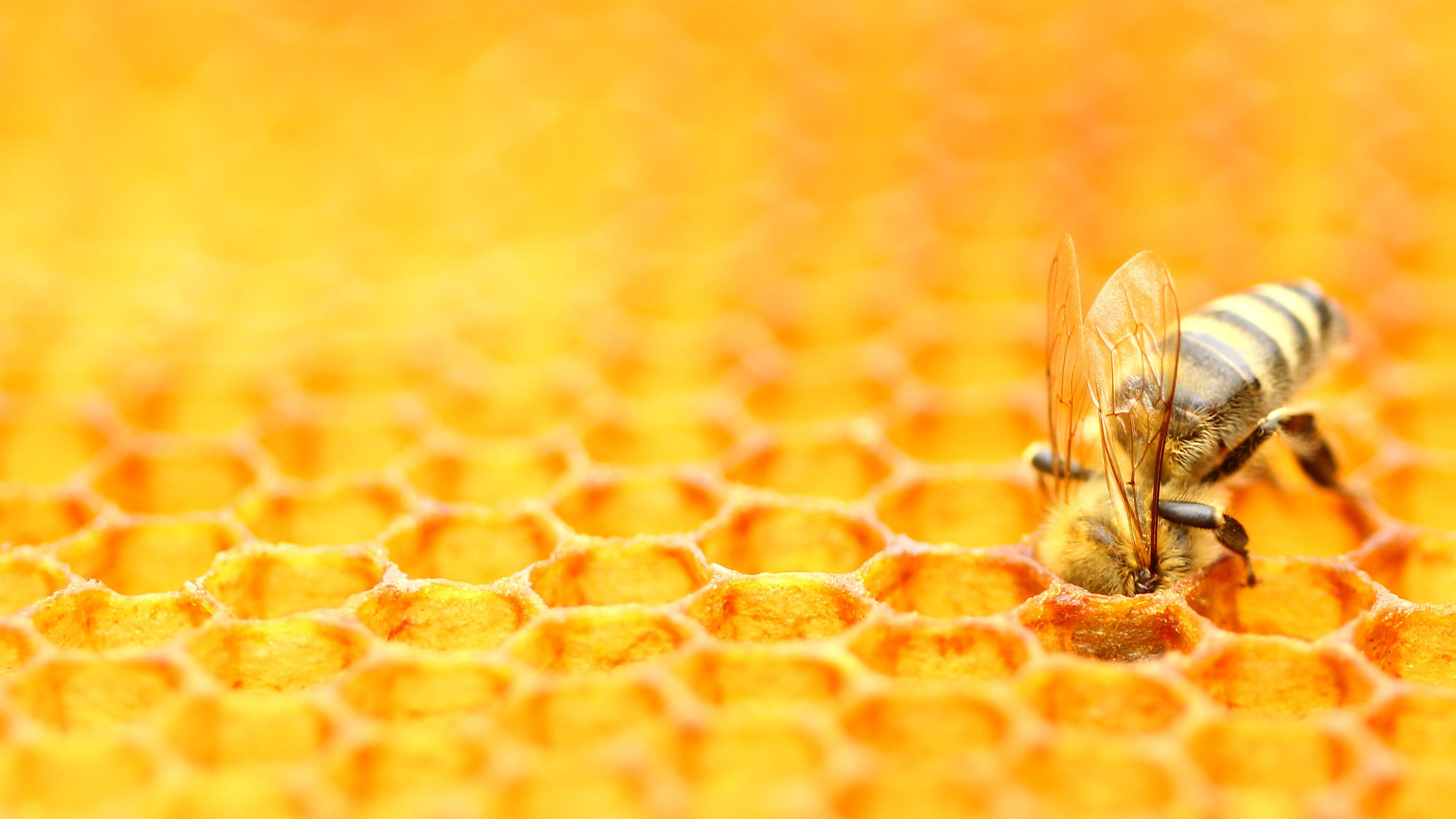 蜜蜂照料蜂巢 (© Simun Ascic/Alamy Stock Photo)