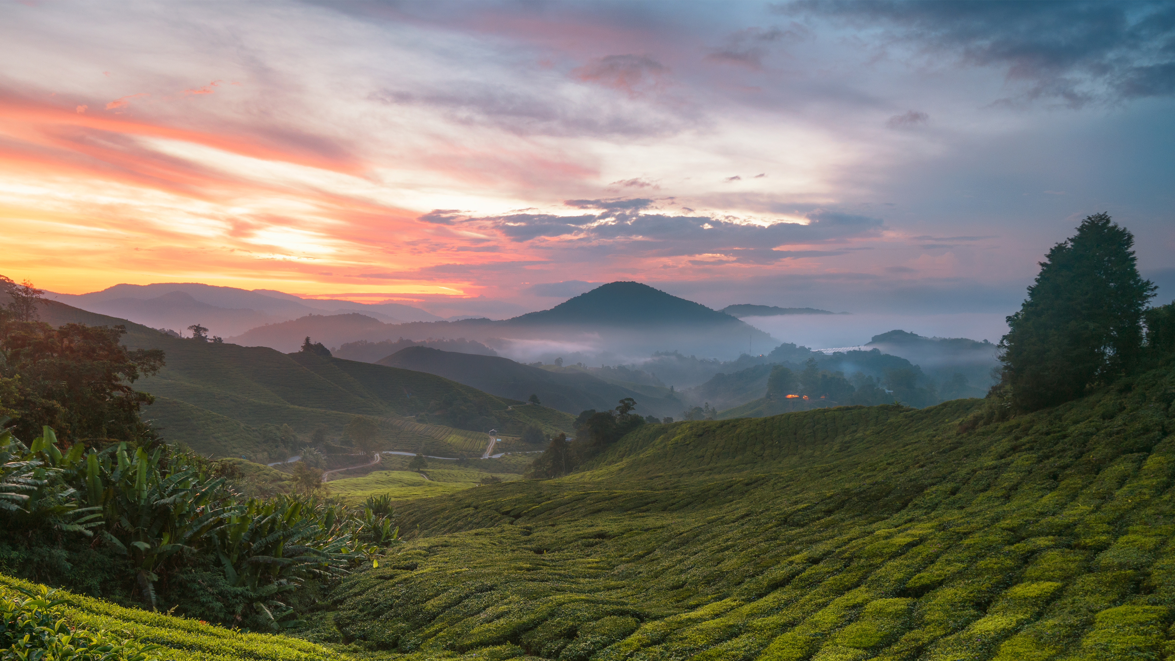 卡梅隆高地茶园，马拉西亚 (© alex cheong/Getty Images)