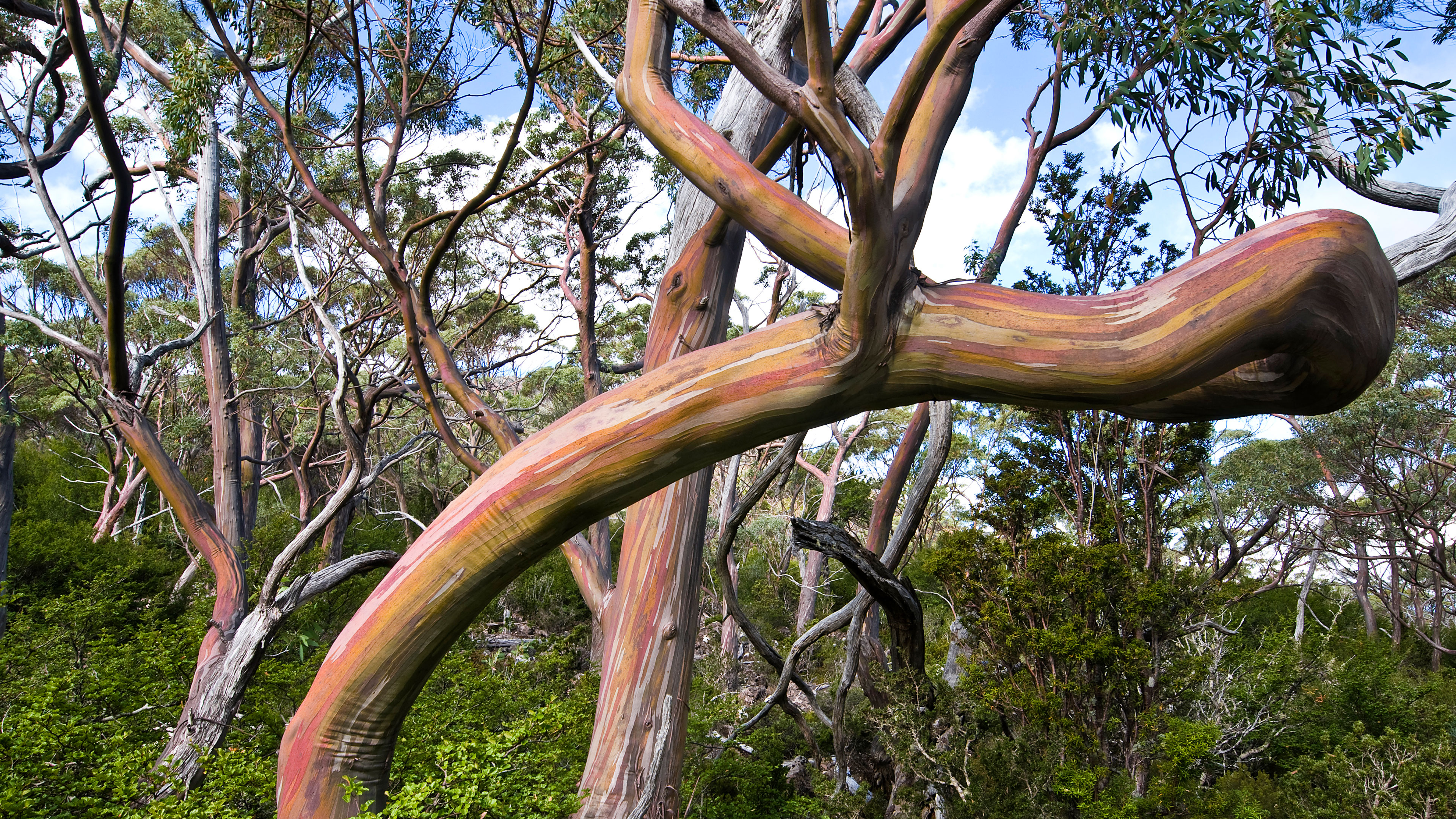塔斯马尼亚高山黄桉（假少花桉），费尔德山国家公园，塔斯马尼亚州，澳大利亚 (© Ignacio Palacios/Getty Images)
