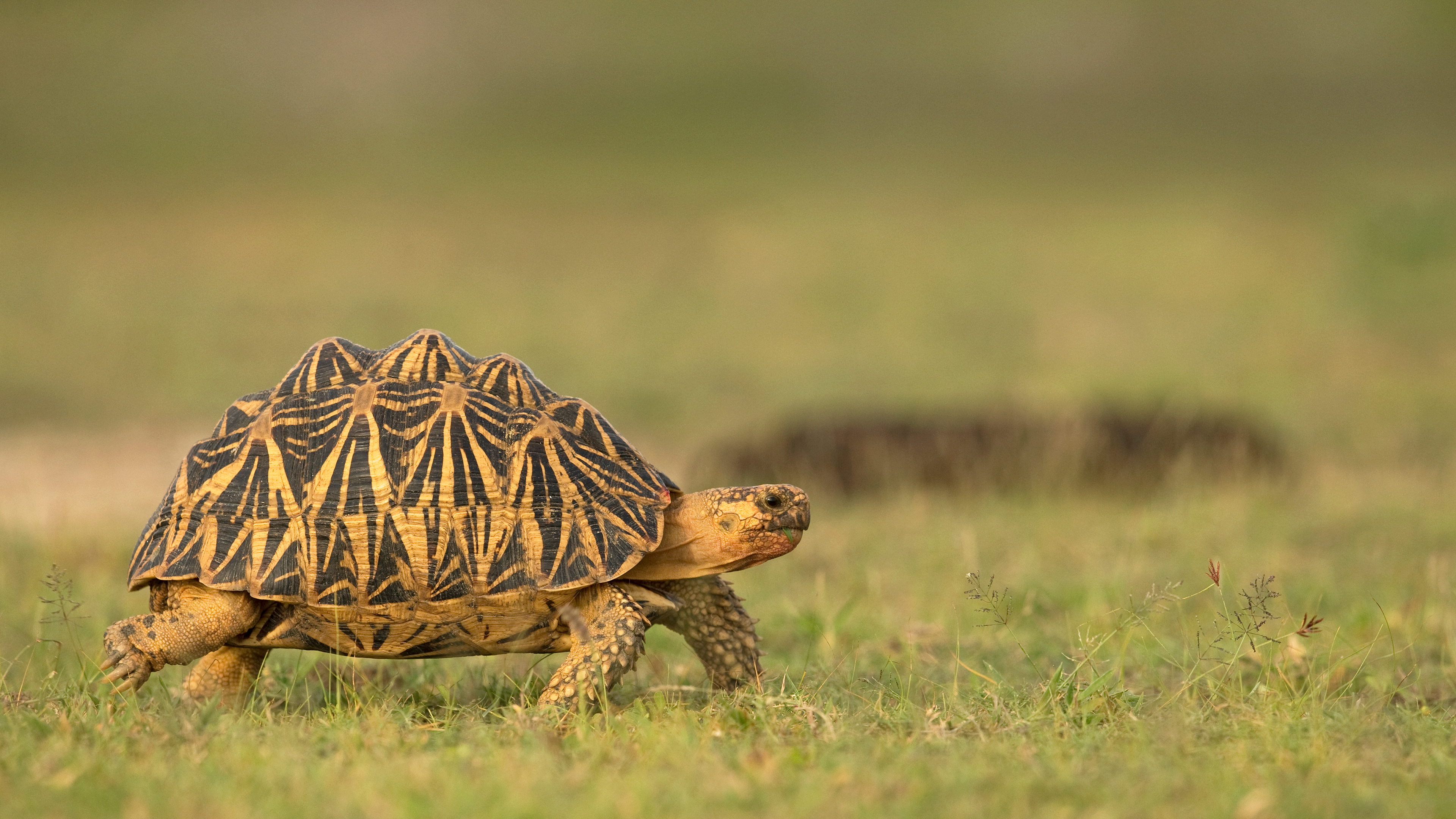 印度星龟，斯里兰卡 (© Robin Chittenden/Minden Pictures)