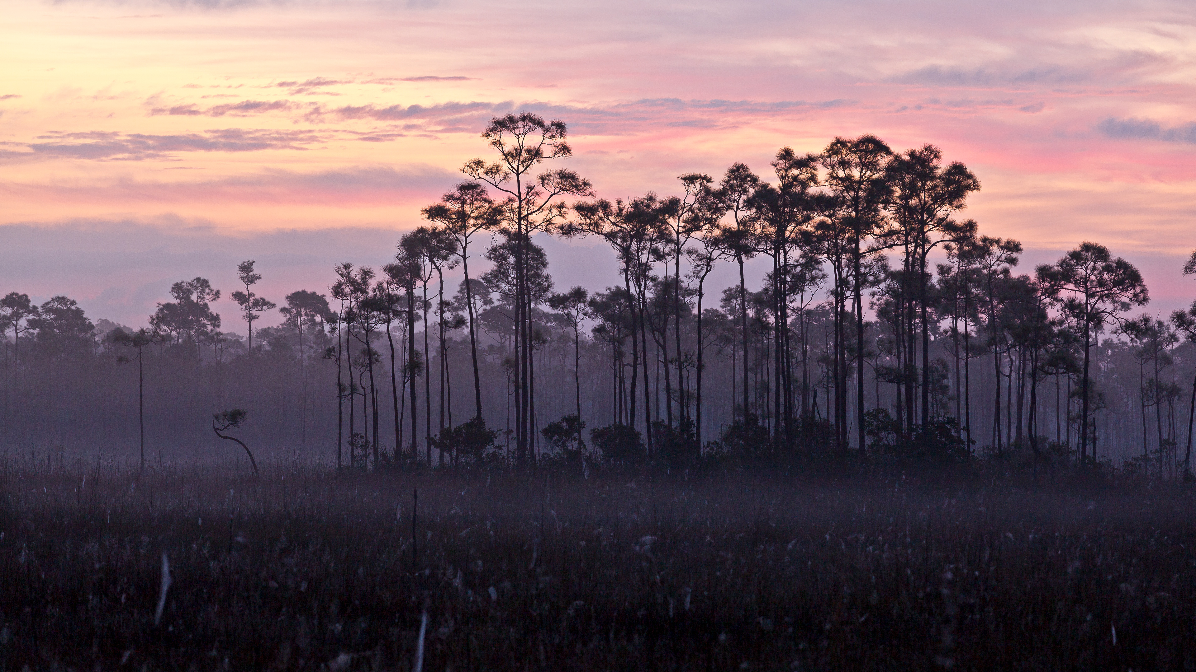 一片斜纹松和锯齿草大沼泽地国家公园，佛罗里达州，美国 (© Jonathan Gewirtz/Tandem Stills + Motion)