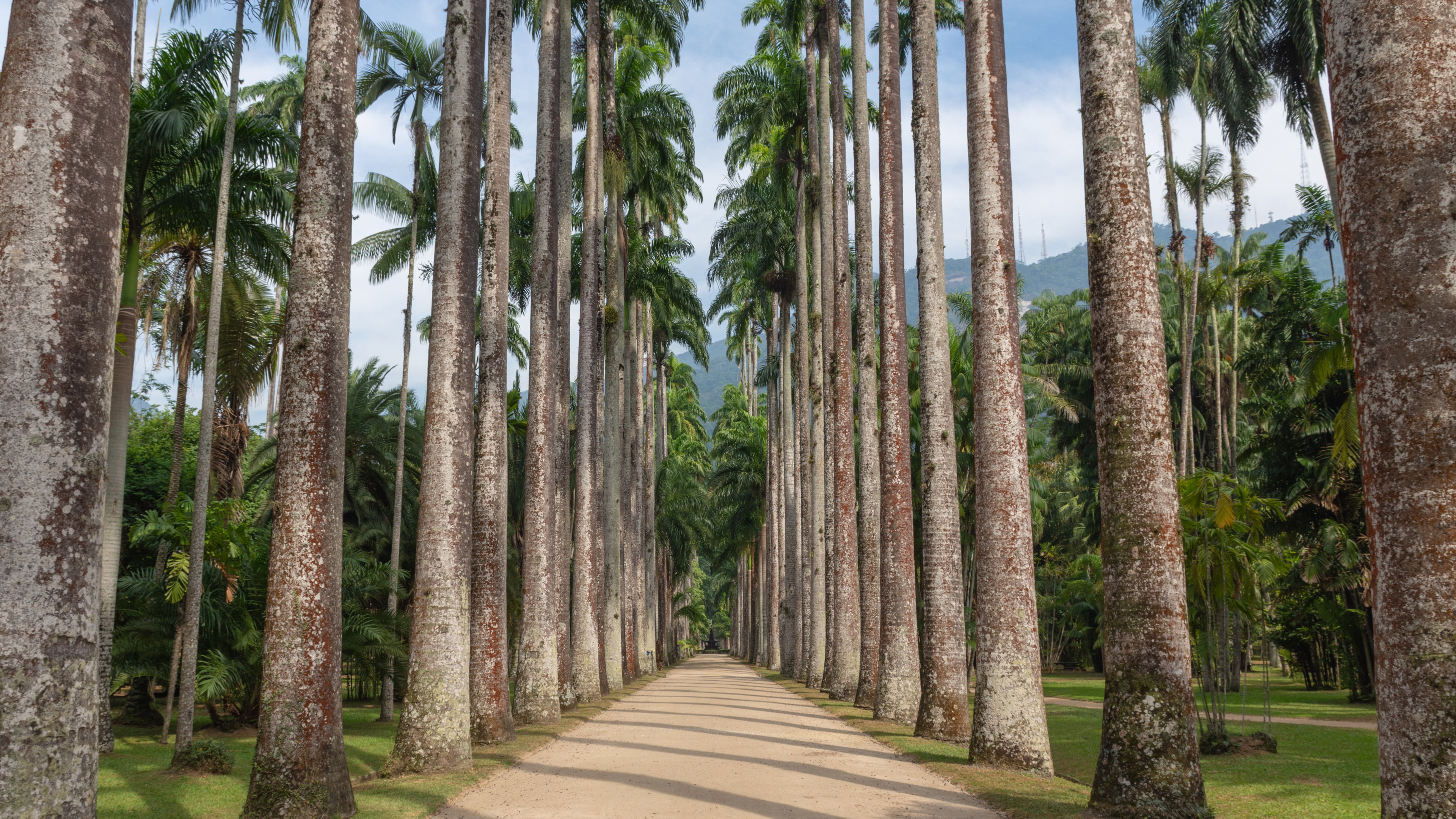 帝王棕榈树，里约热内卢植物园，巴西 (© Marcia Silva de Mendonca/Getty Images)