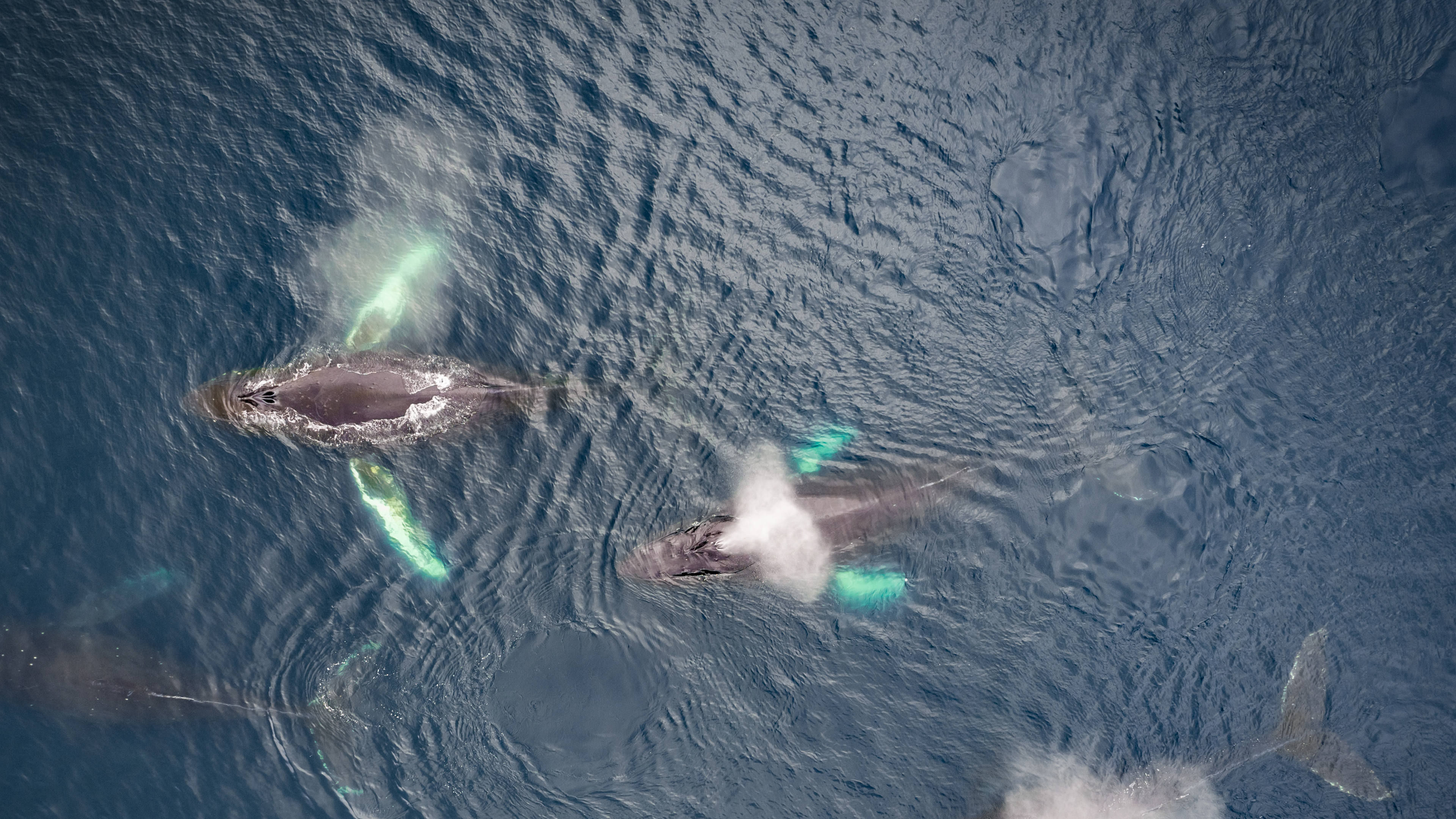 座头鲸家族，荷兰港，阿拉斯加州 (© Jude Newkirk/Amazing Aerial Agency)