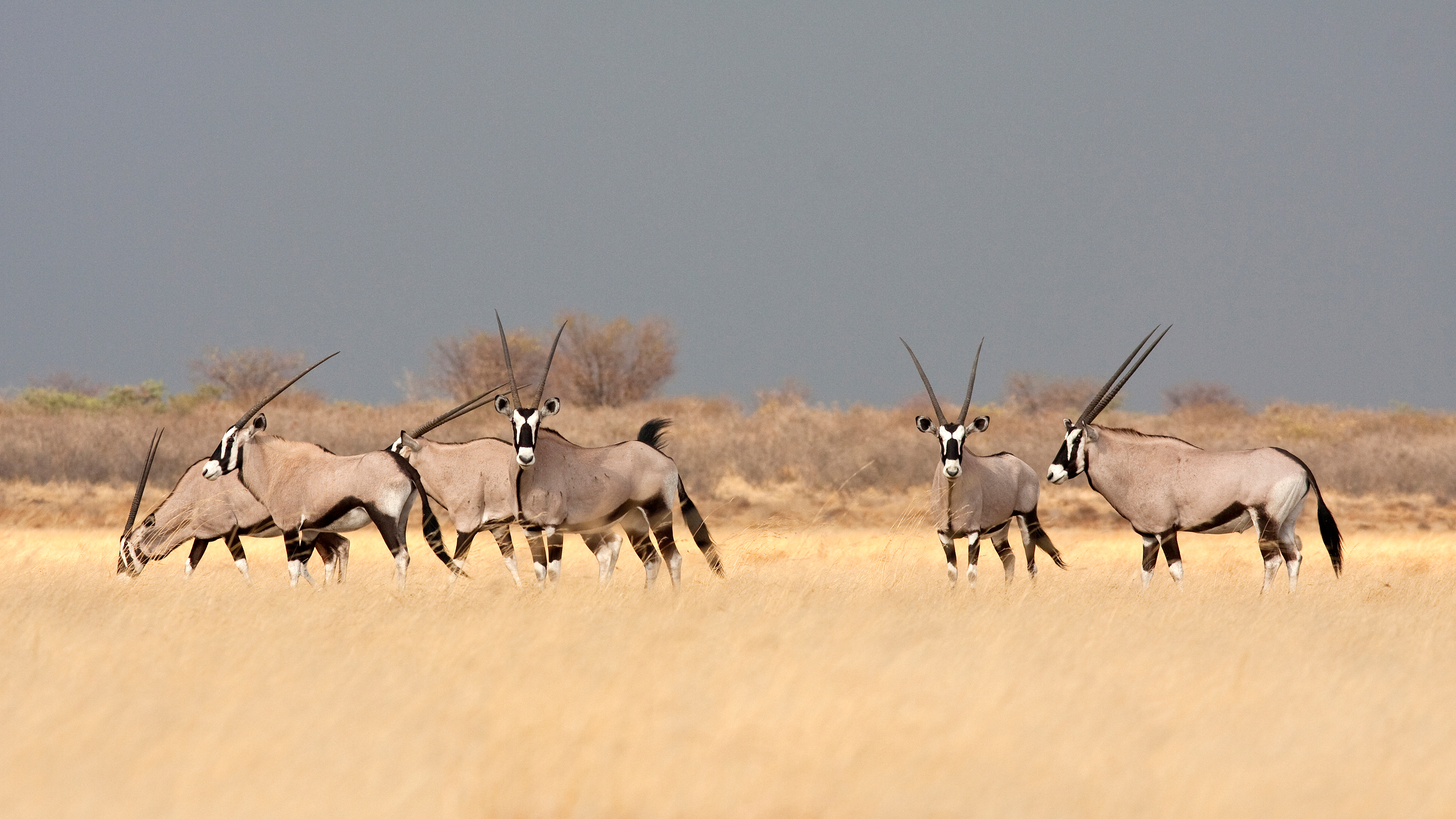 热带稀树草原上的南非剑羚，博茨瓦纳大草原 (© Karine Aigner/Tandem Stills + Motion)
