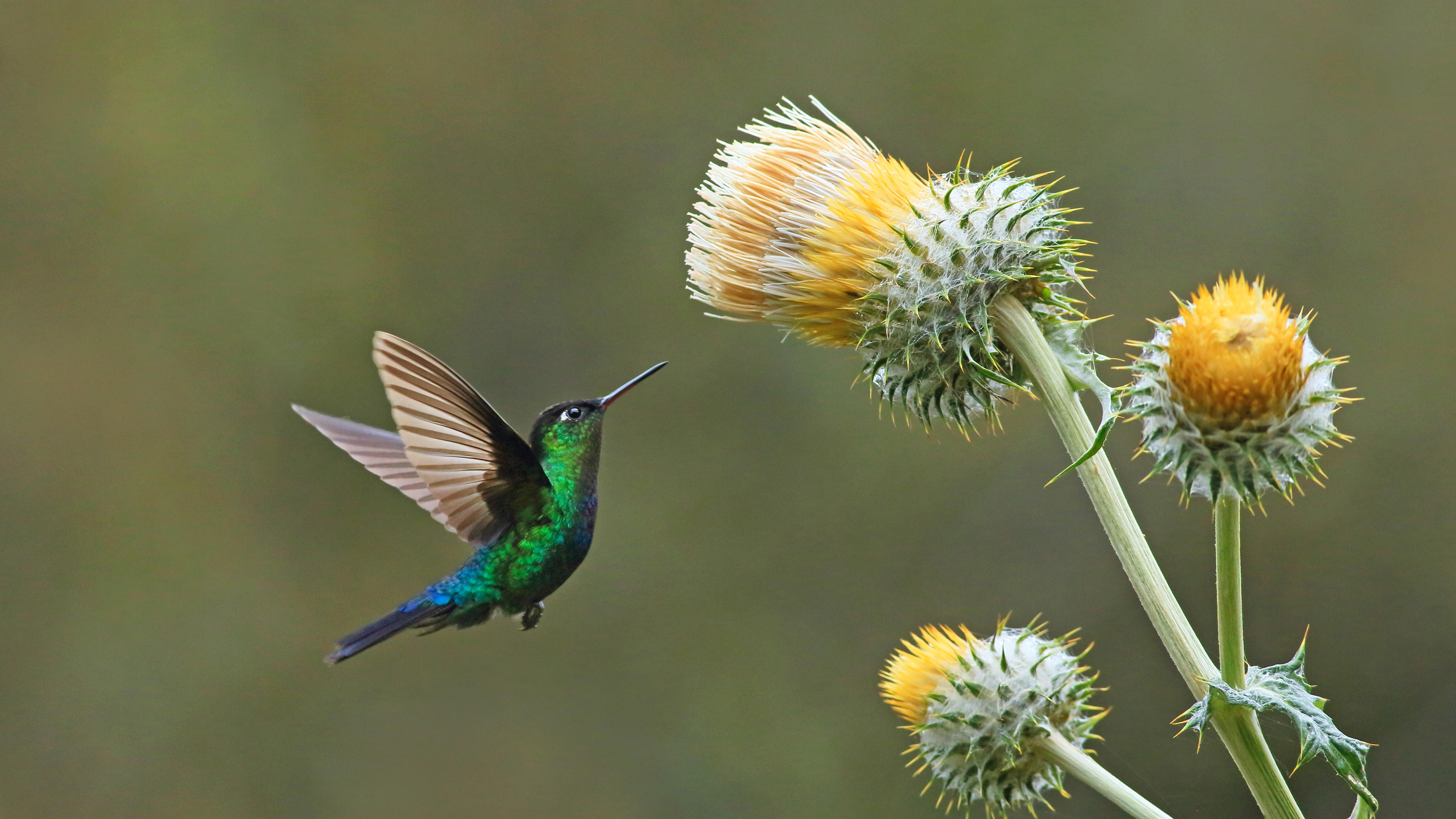 绿顶辉蜂鸟与巨型蓟，穆埃尔特山，哥斯达黎加 (© adrian hepworth/Alamy Stock Photo)