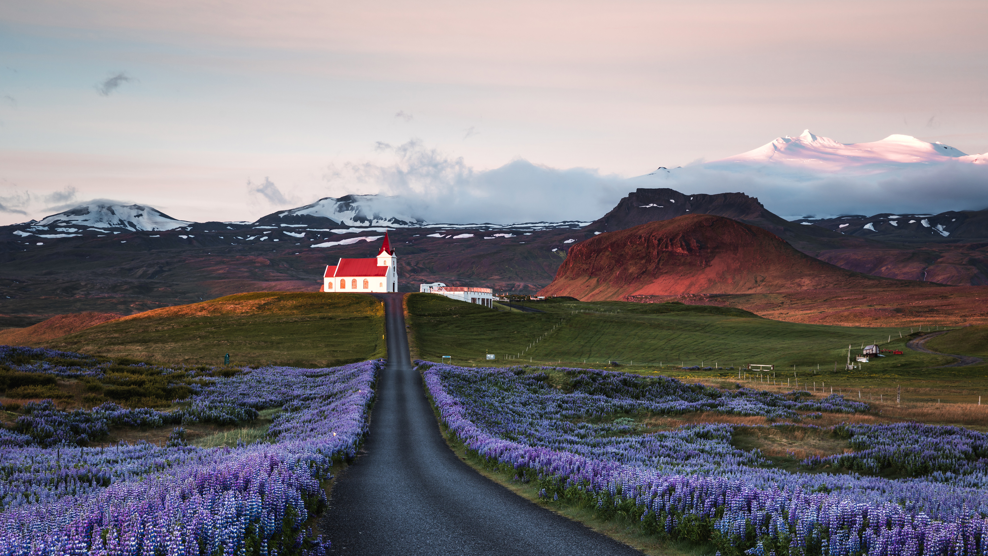 日出时的羽扇豆田和教堂，斯奈山半岛，冰岛 (© Matteo Colombo/Getty Images)