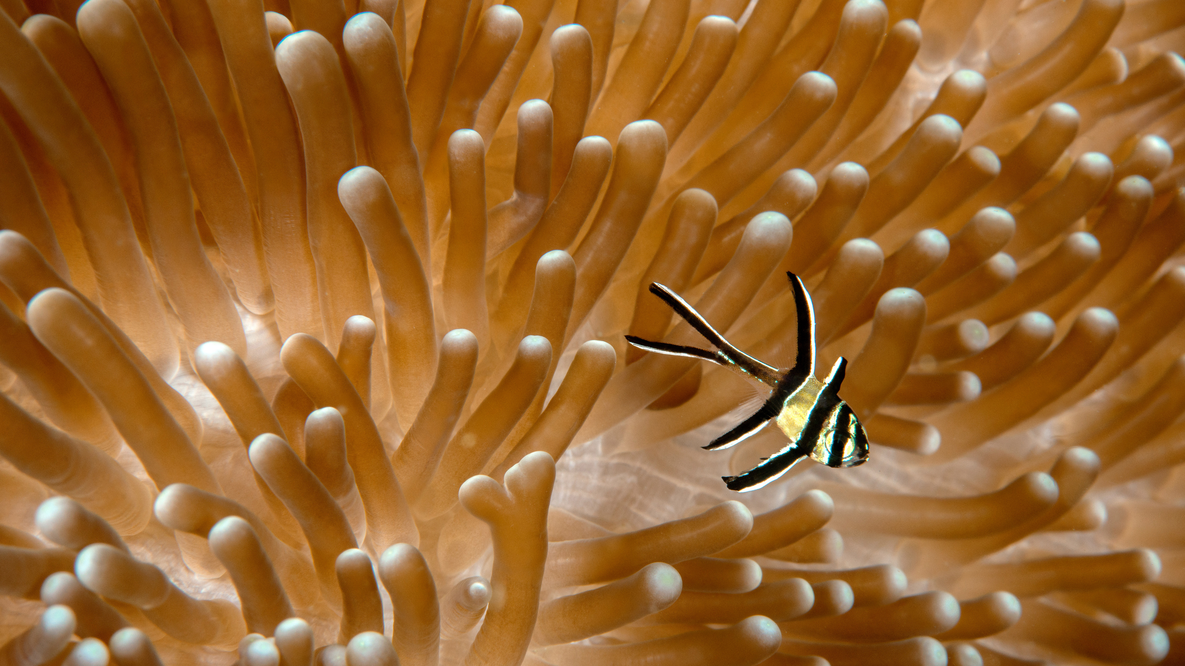 考氏鳍竺鲷与海葵，蓝碧海峡，北苏拉威西，印度尼西亚 (© Constantinos Petrinos/NPL/Minden Pictures)