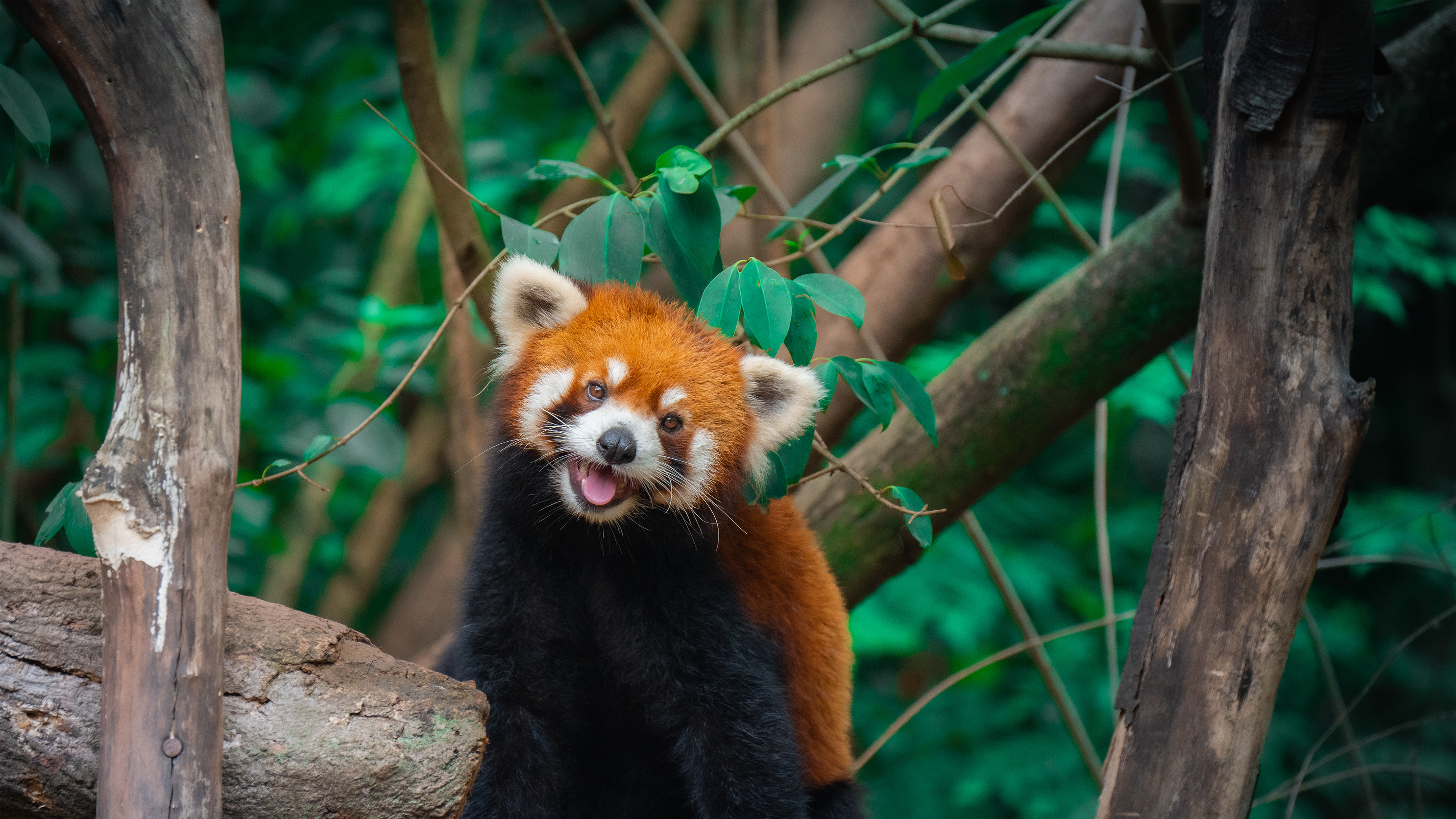 树上的**小熊猫, 成都, 四川省, ** (© Jackyenjoyphotography/Getty Images)