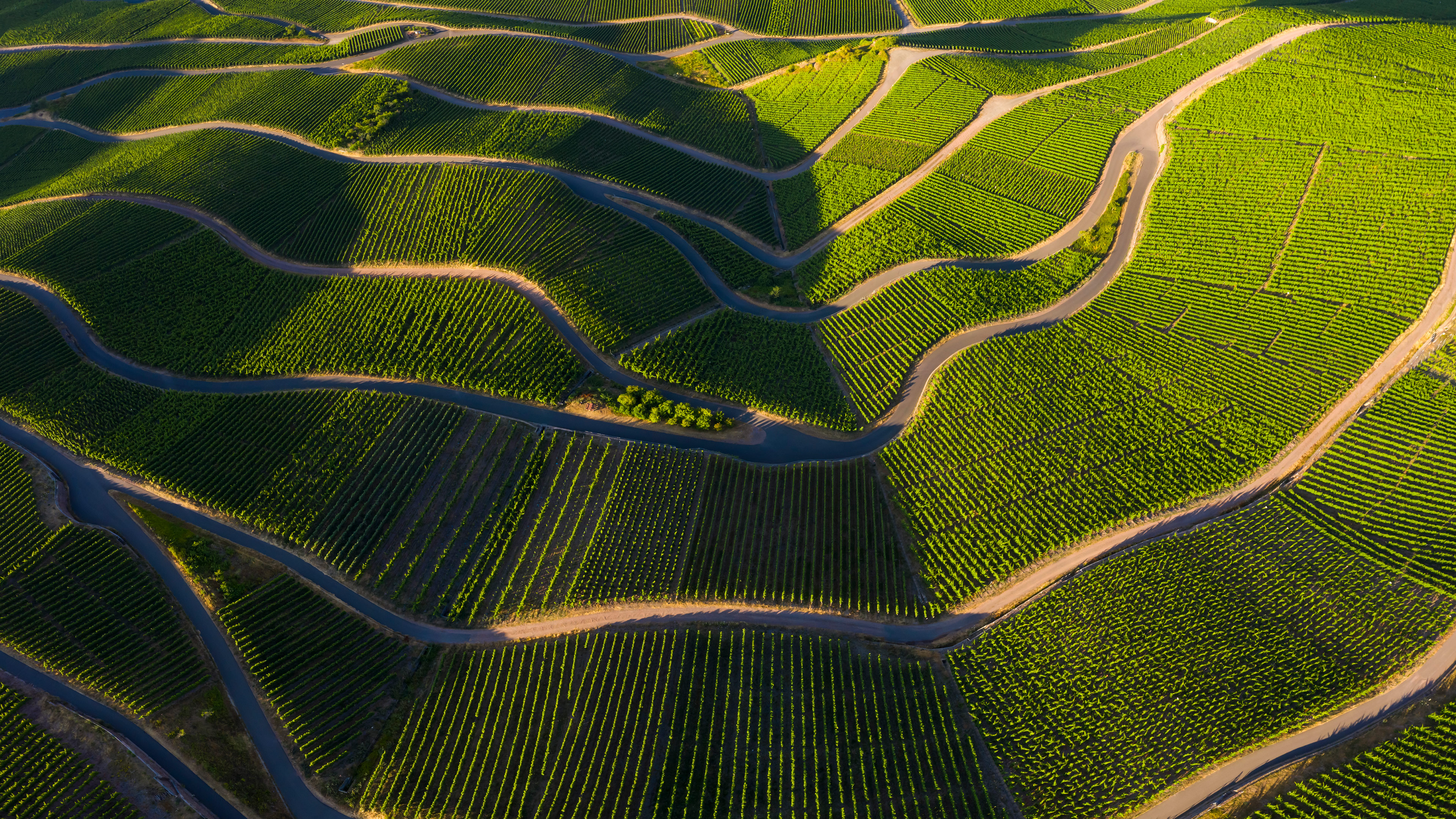 摩泽尔河谷的葡萄园，莱茵兰-法尔茨，德国 (© Jorg Greuel/Getty Images)