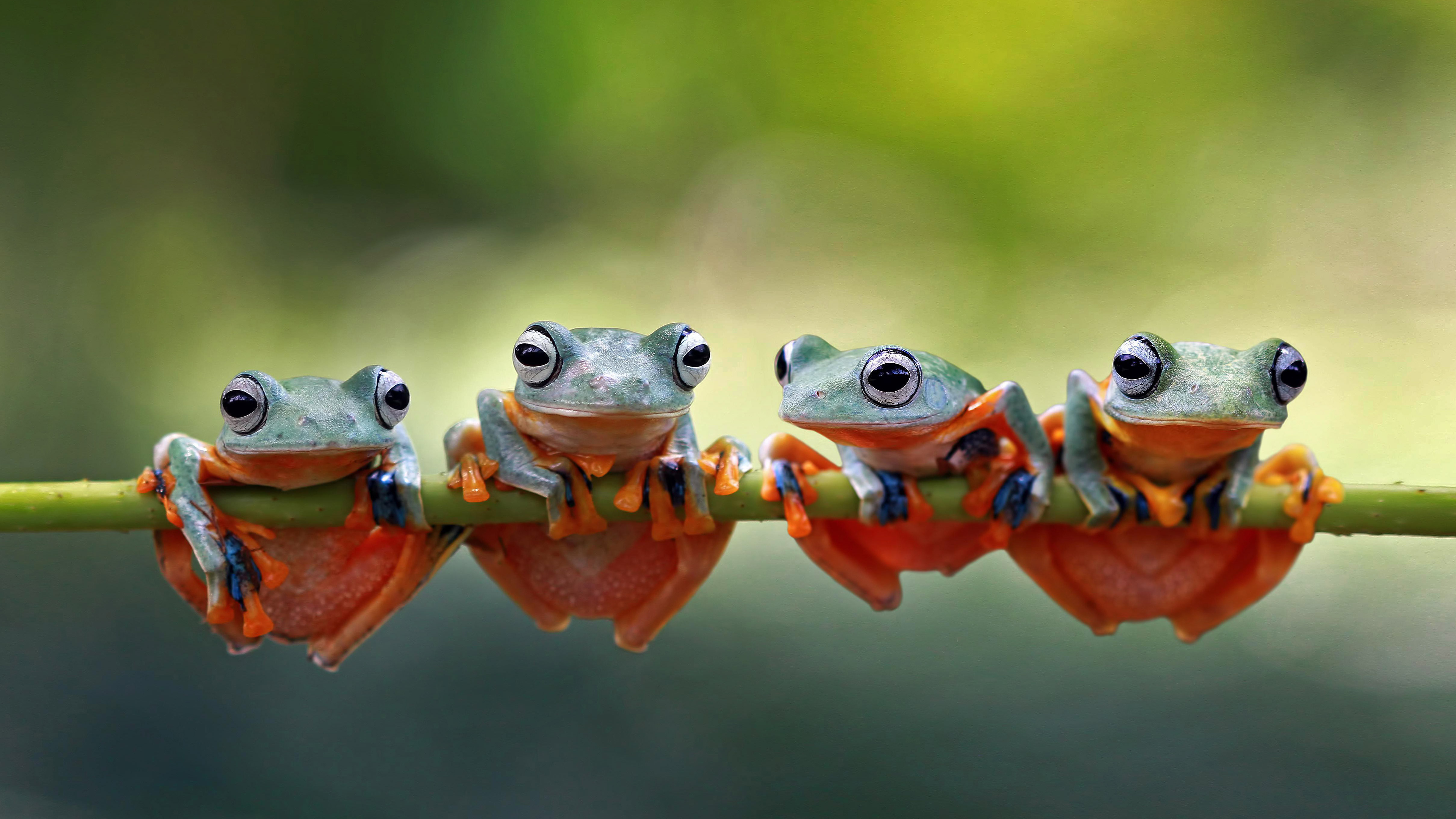 四只爪哇树蛙趴在树茎上，印度尼西亚 (© SnapRapid/Offset by Shutterstock)