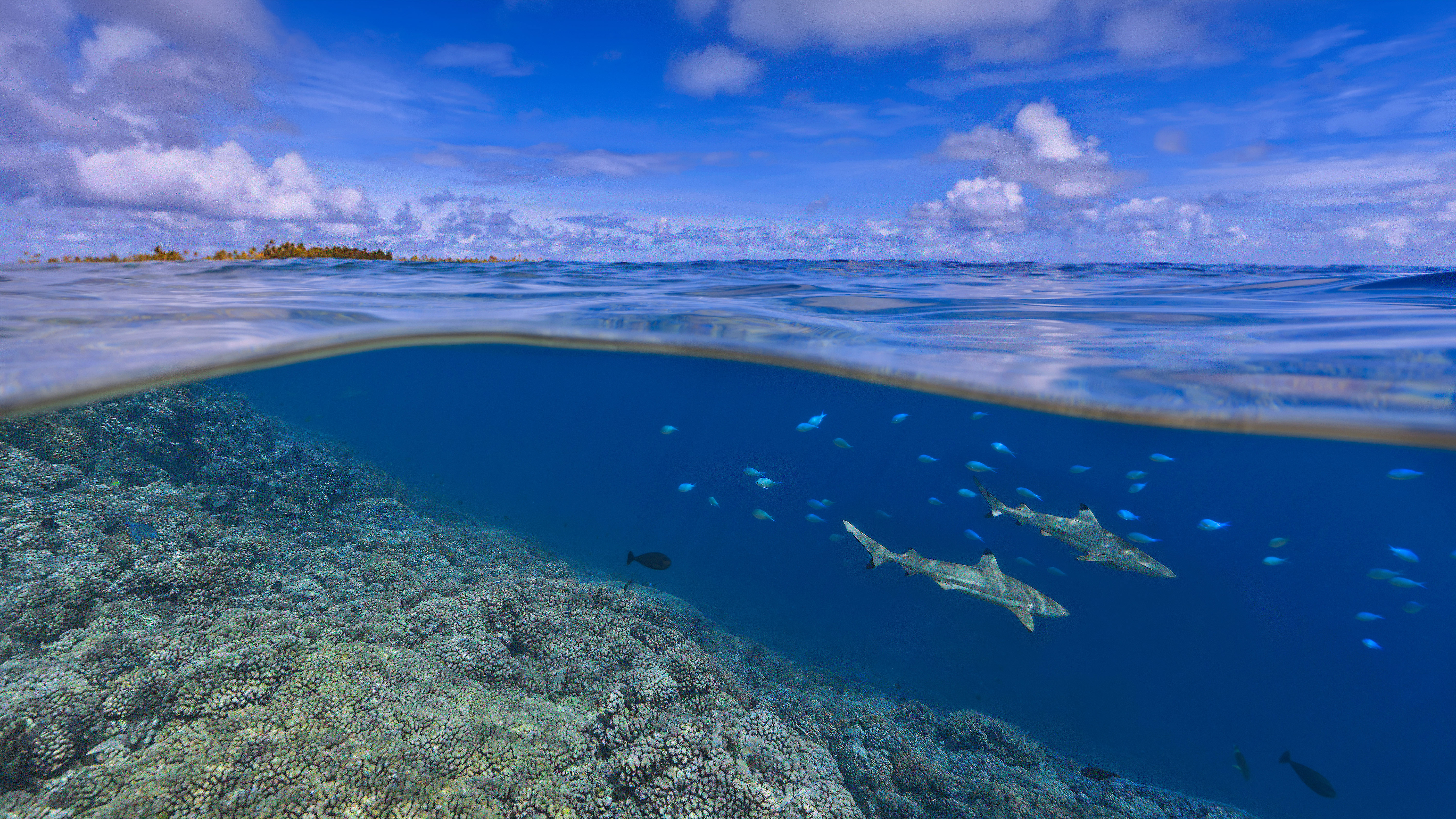 大溪地海岸附近的乌翅真鲨，法属波利尼西亚 (© Paul Mckenzie/Minden Pictures)