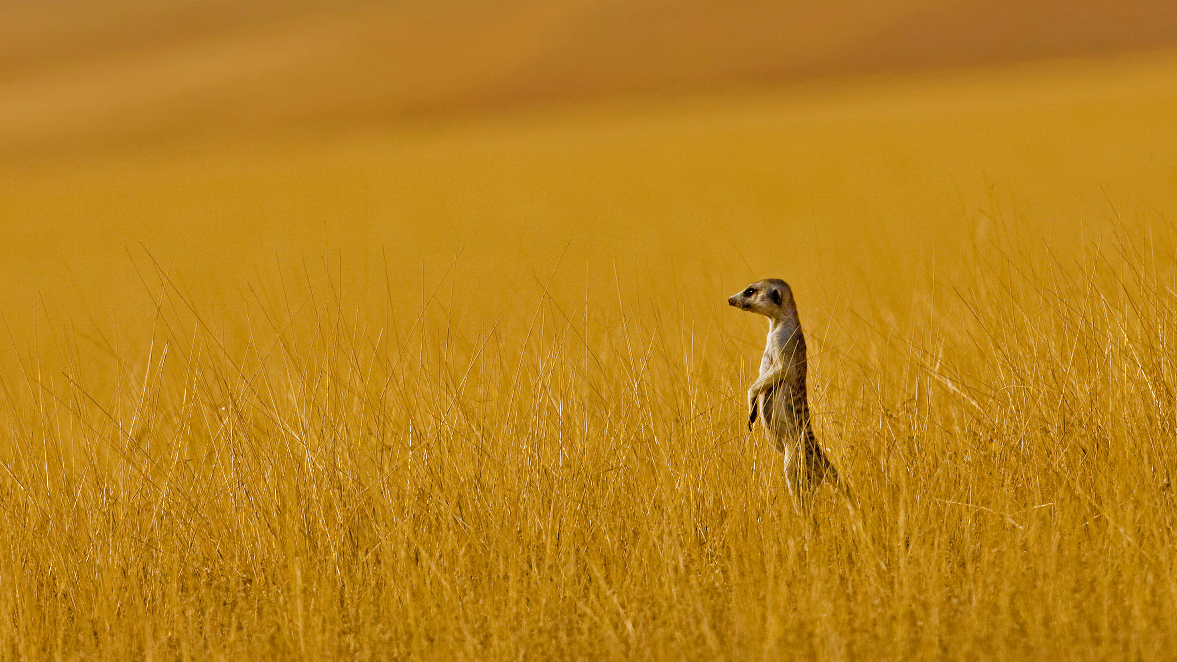 翘首眺望远方的狐獴，纳米比亚 (© Danita Delimont/Offset by Shutterstock)