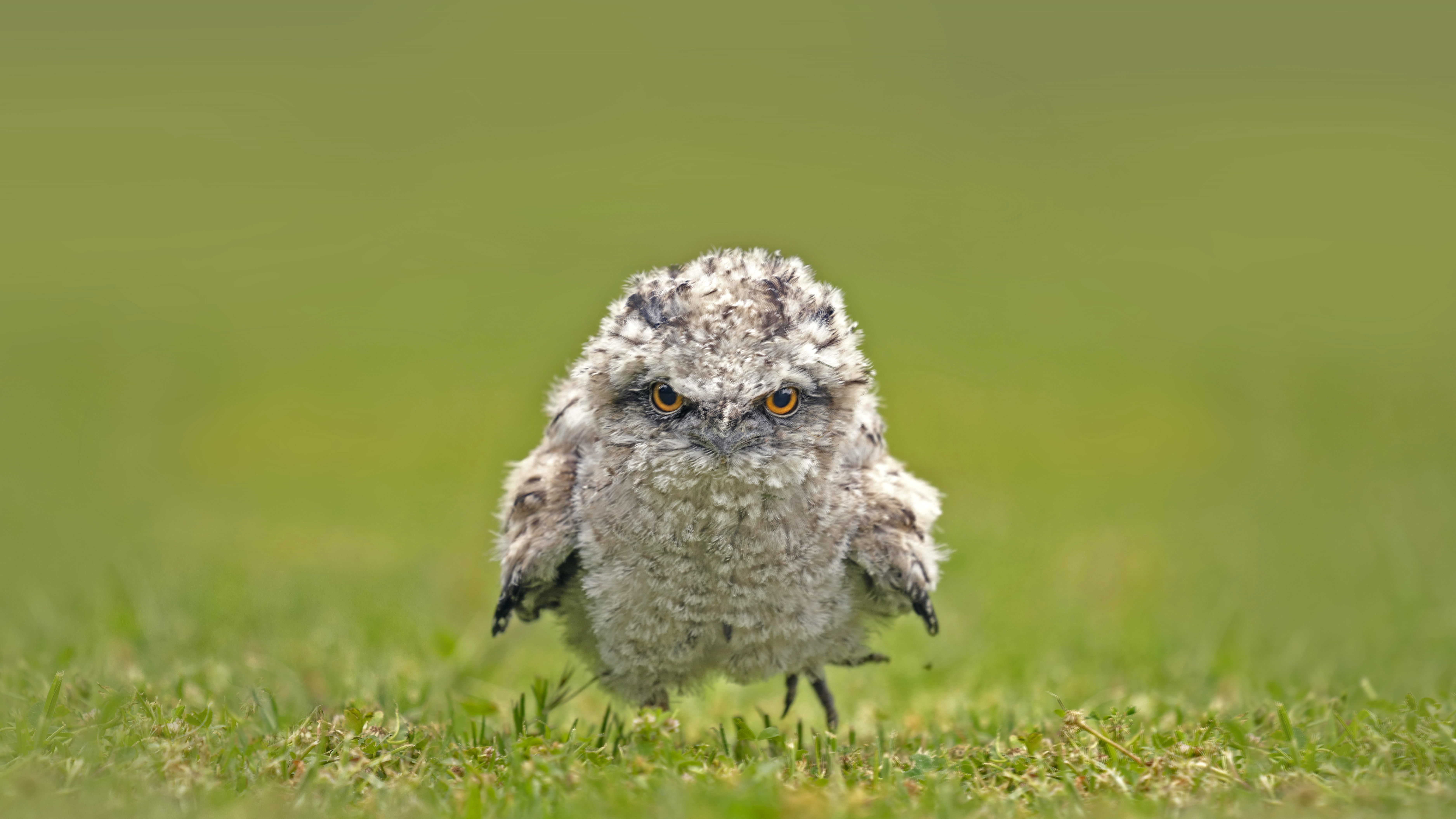 茶色蟆口鸱雏鸟，澳大利亚 (© SnapRapid/Offset by Shutterstock)