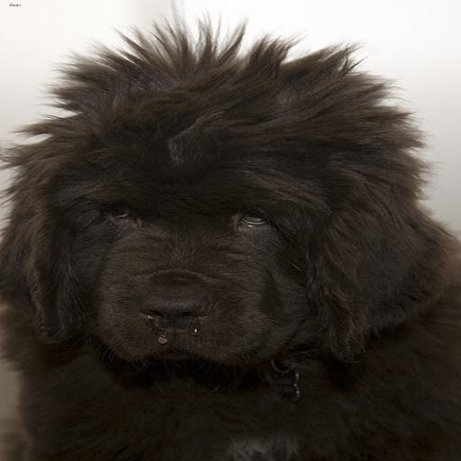 Newfoundland dog